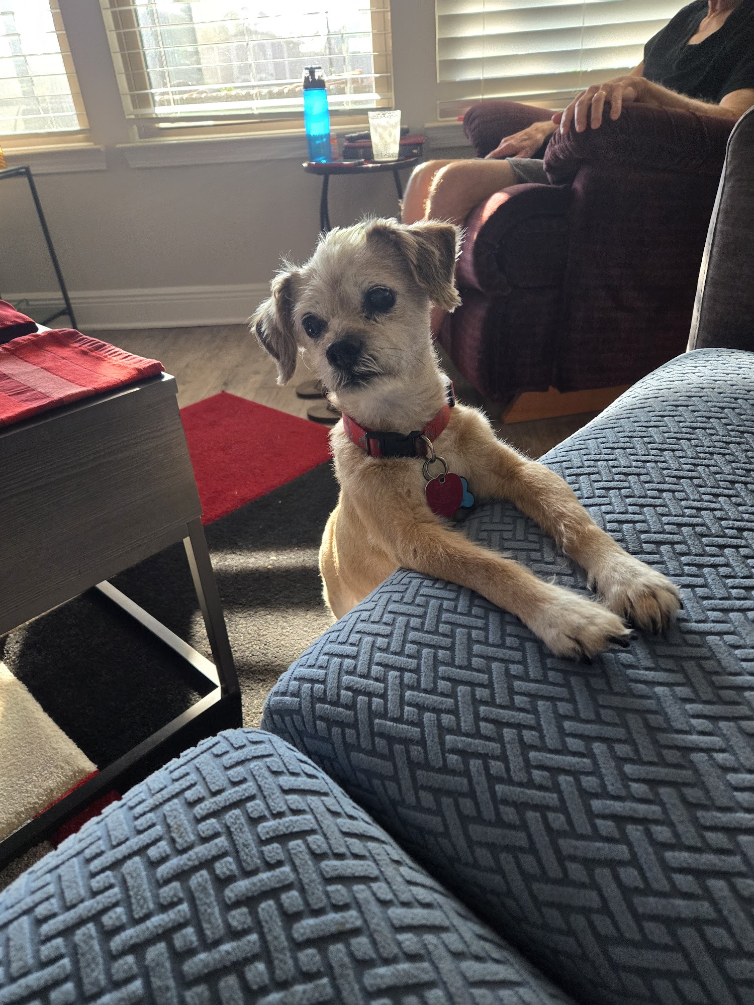 Animal Eye Clinic Of Pensacola Fort Walton Beach