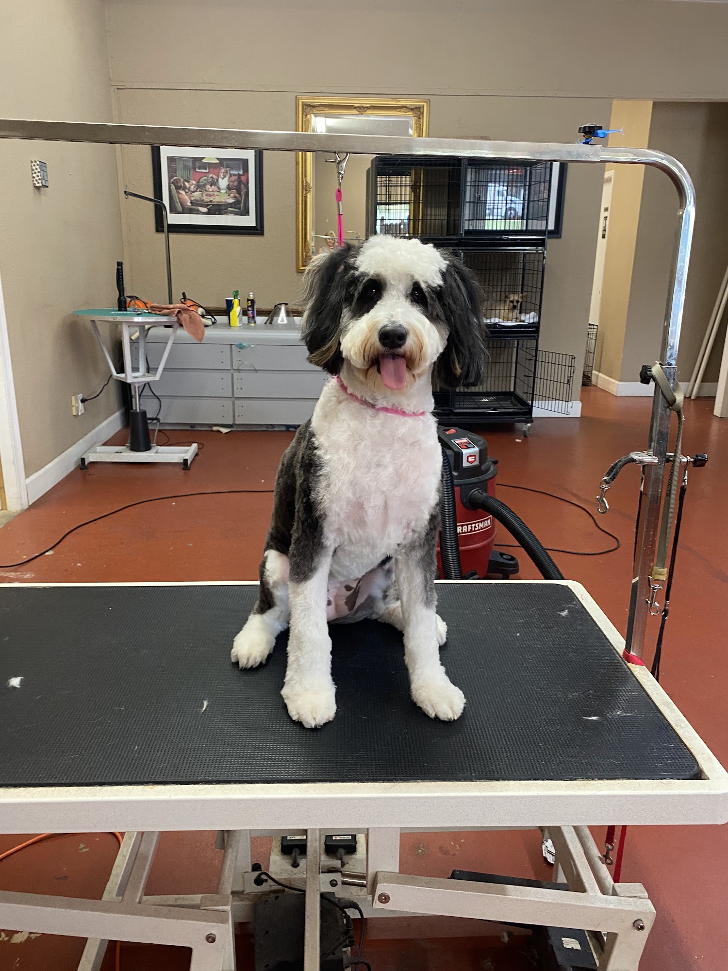 Joan's Perfect Paws Pet Salon Freeport