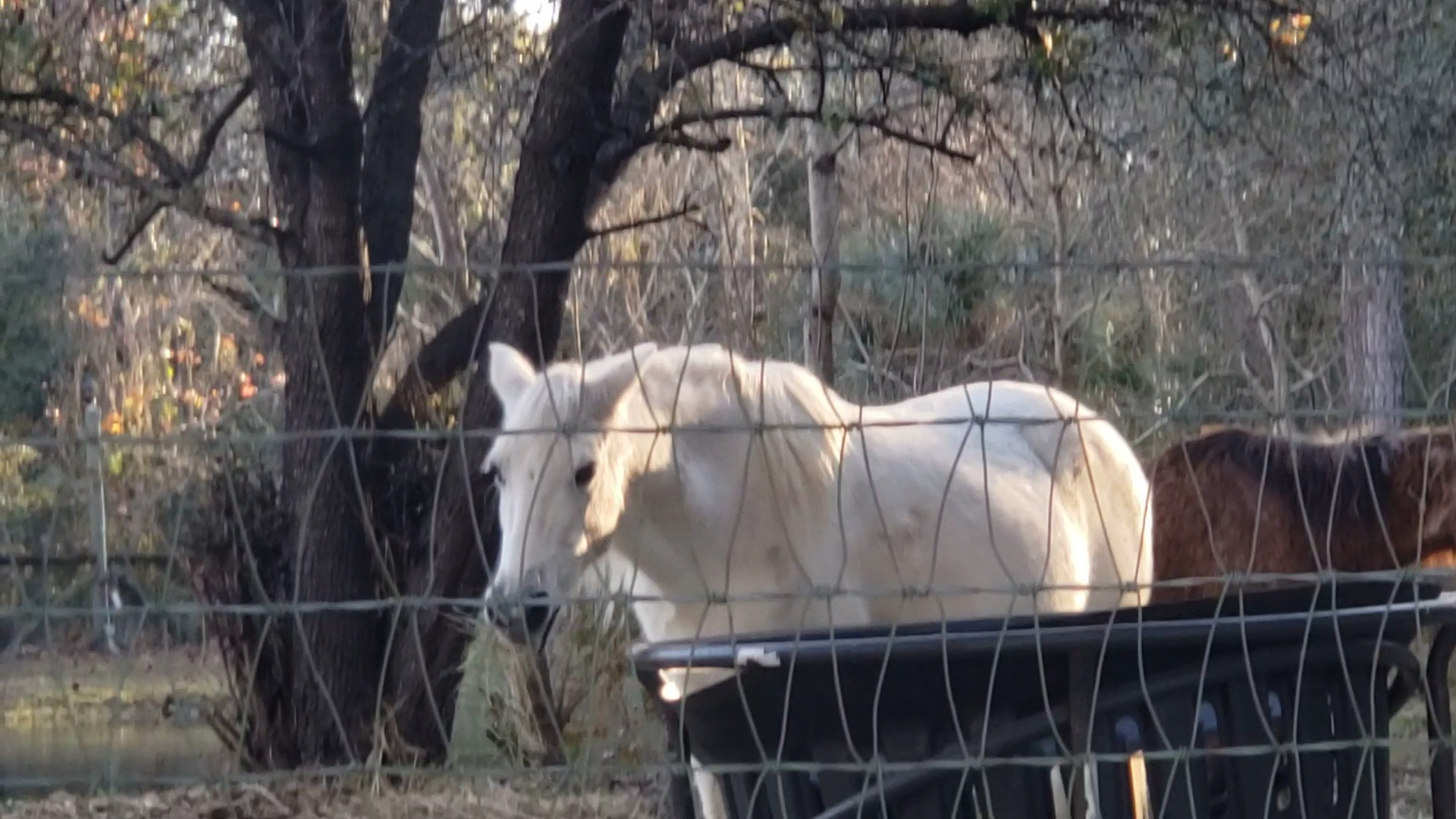Alaqua Animal Refuge Freeport