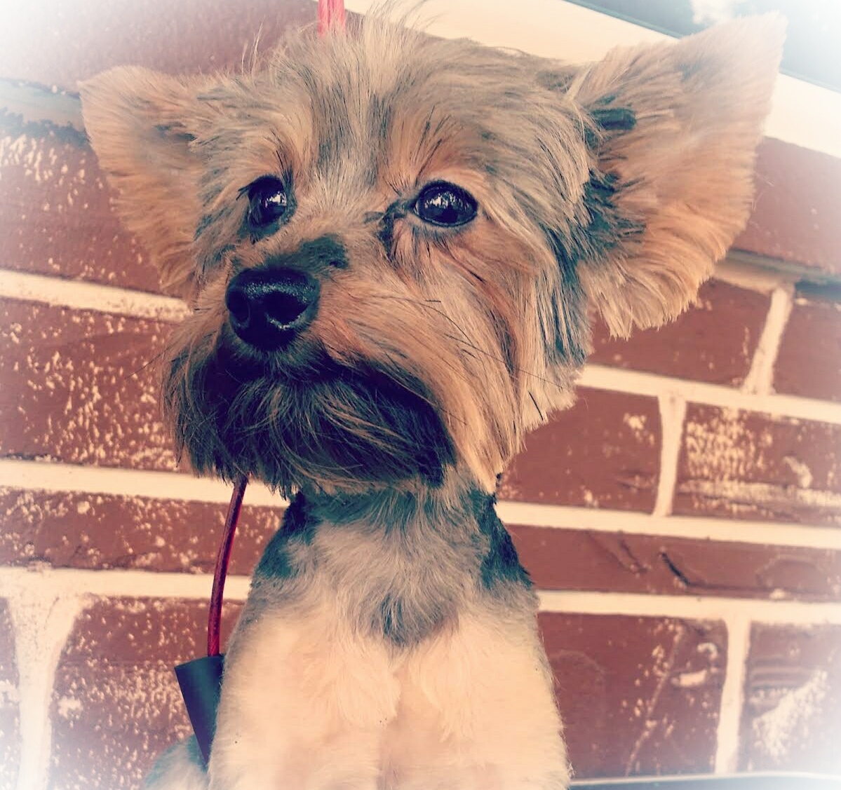 Pawrk Pet Grooming Frostproof