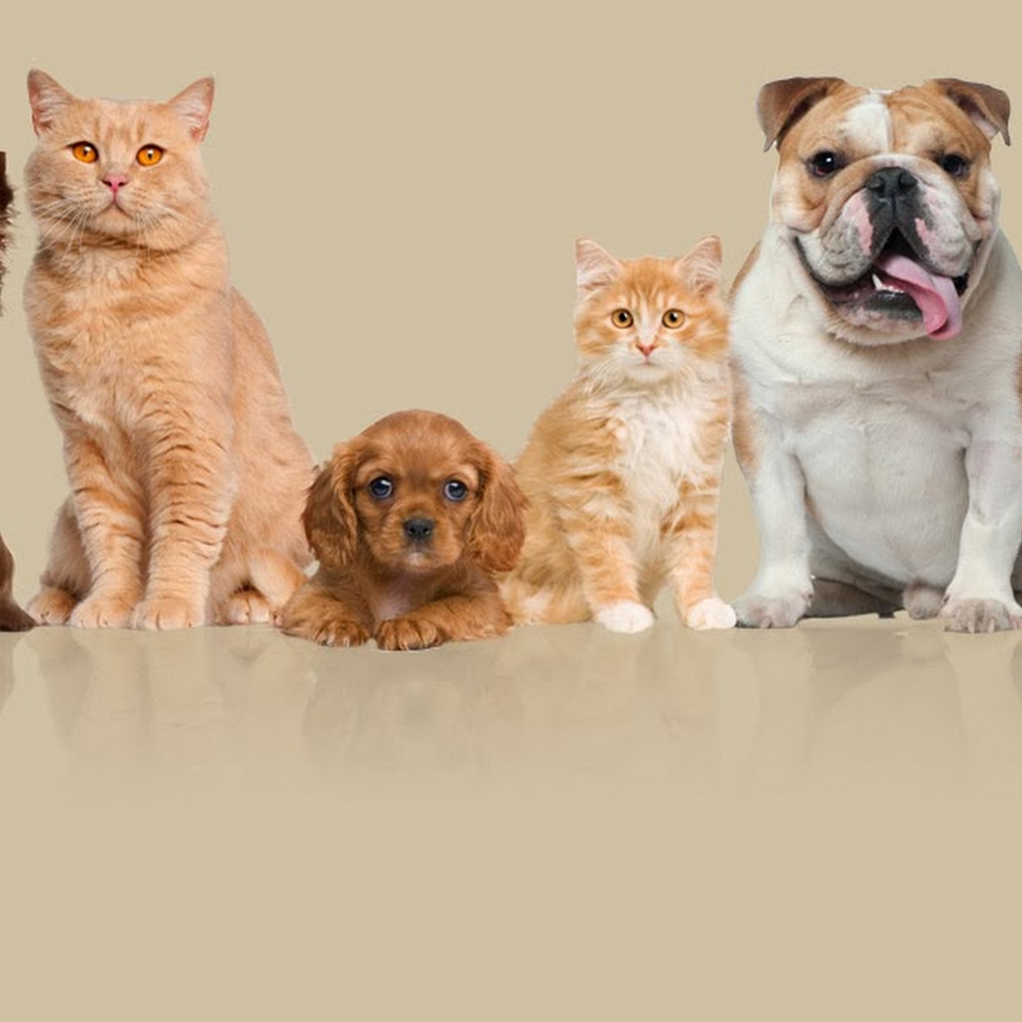 Greenbriar Animal Hospital Fruit Cove