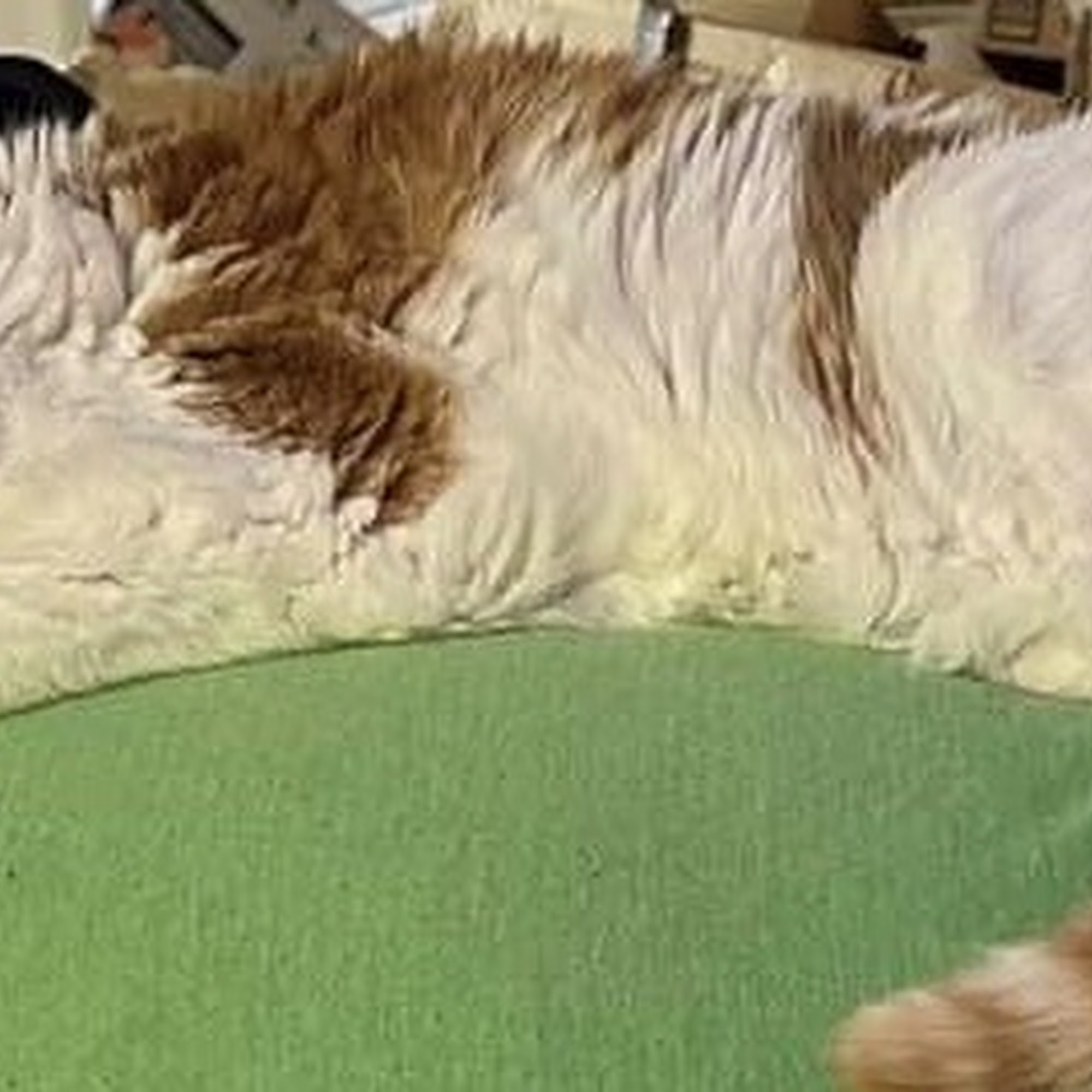 Veterinary Emergency Clinic of Central Florida | Villages , FL Fruitland Park