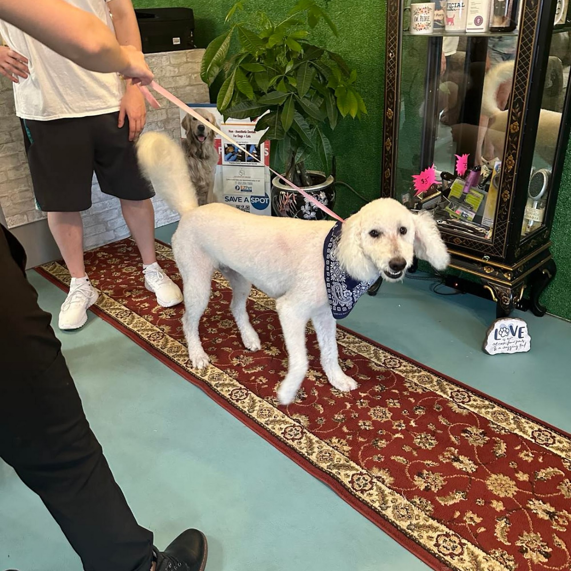 Just Dandy Pet Parlour Fruitland Park