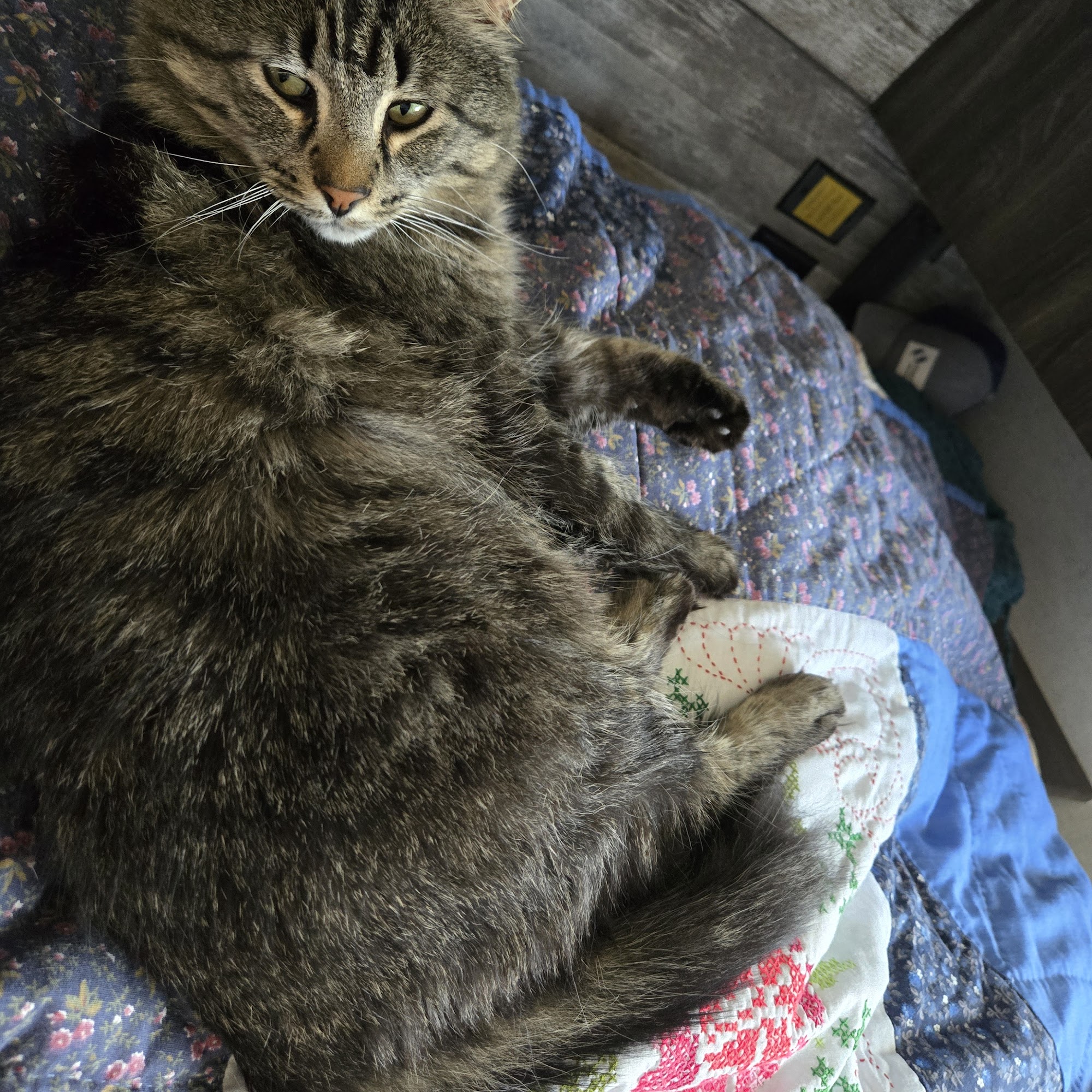 Kitty Camp Cat Resort Fruitland Park