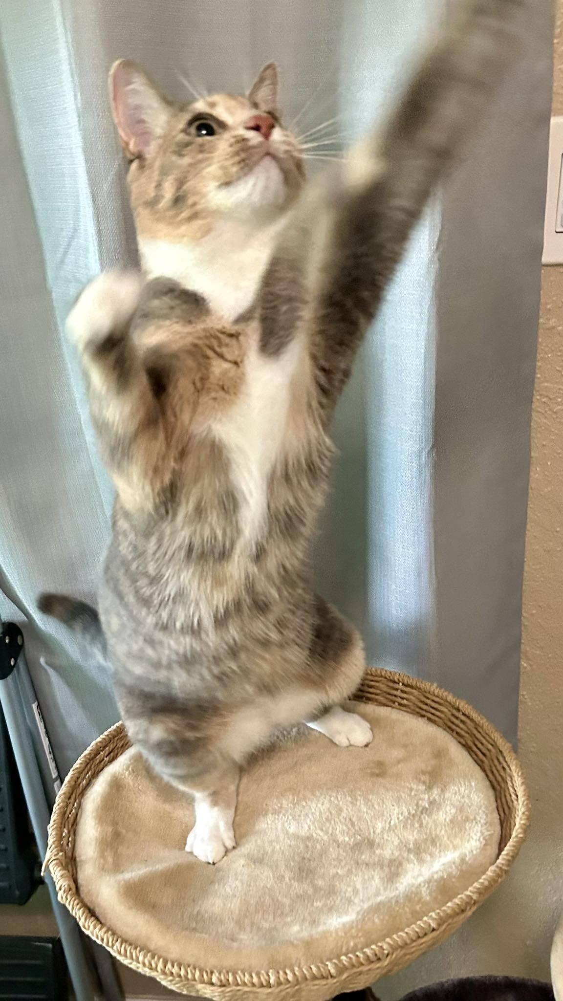 Kitty Camp Cat Resort Fruitland Park