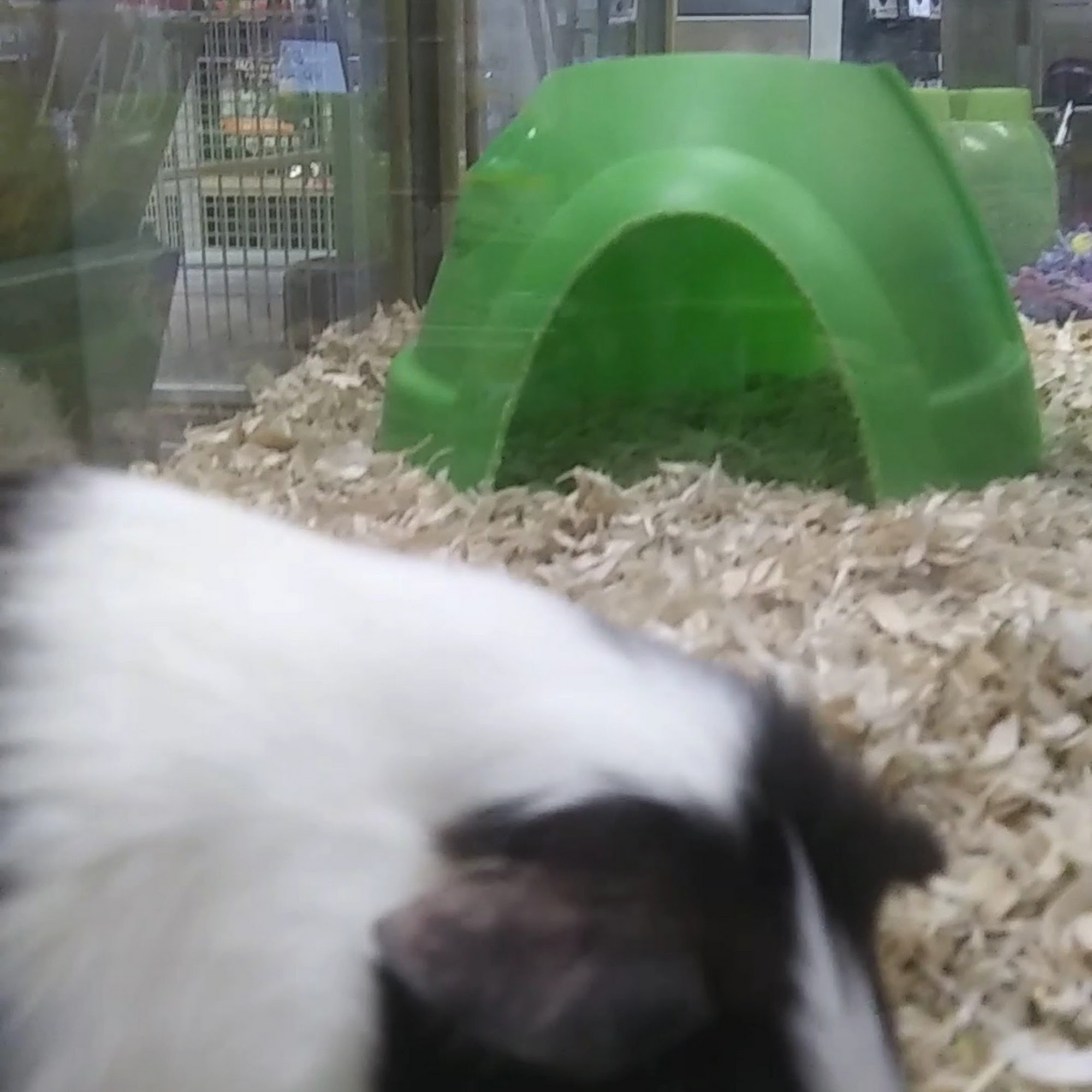 Pet Supermarket Gainesville