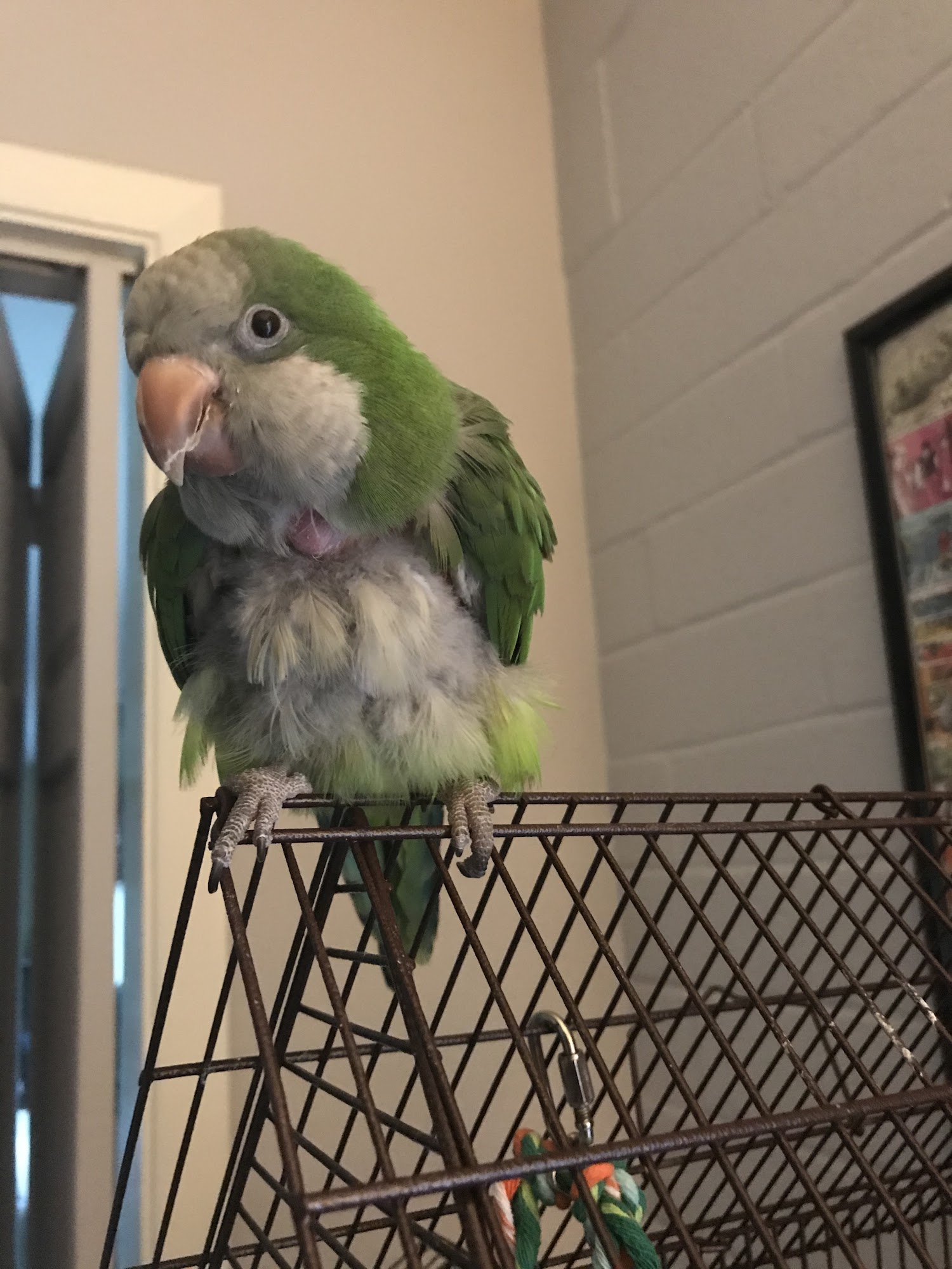 All Creatures Family Pet Center Gainesville