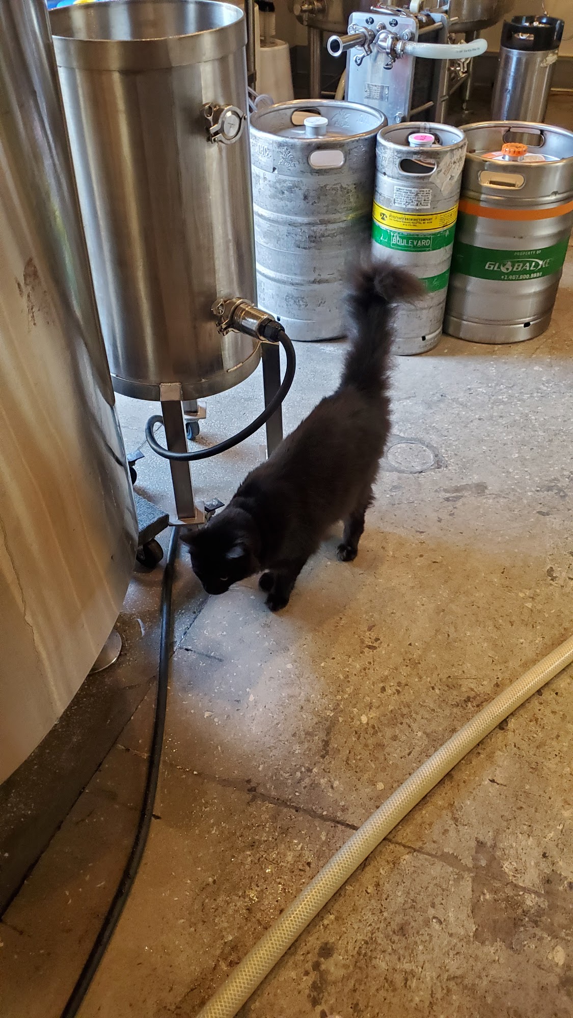 Blackadder Brewing Company Gainesville