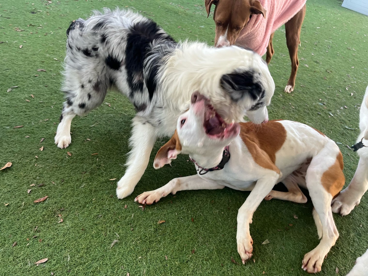 Camp Run-A-Mutt Gainesville Gainesville