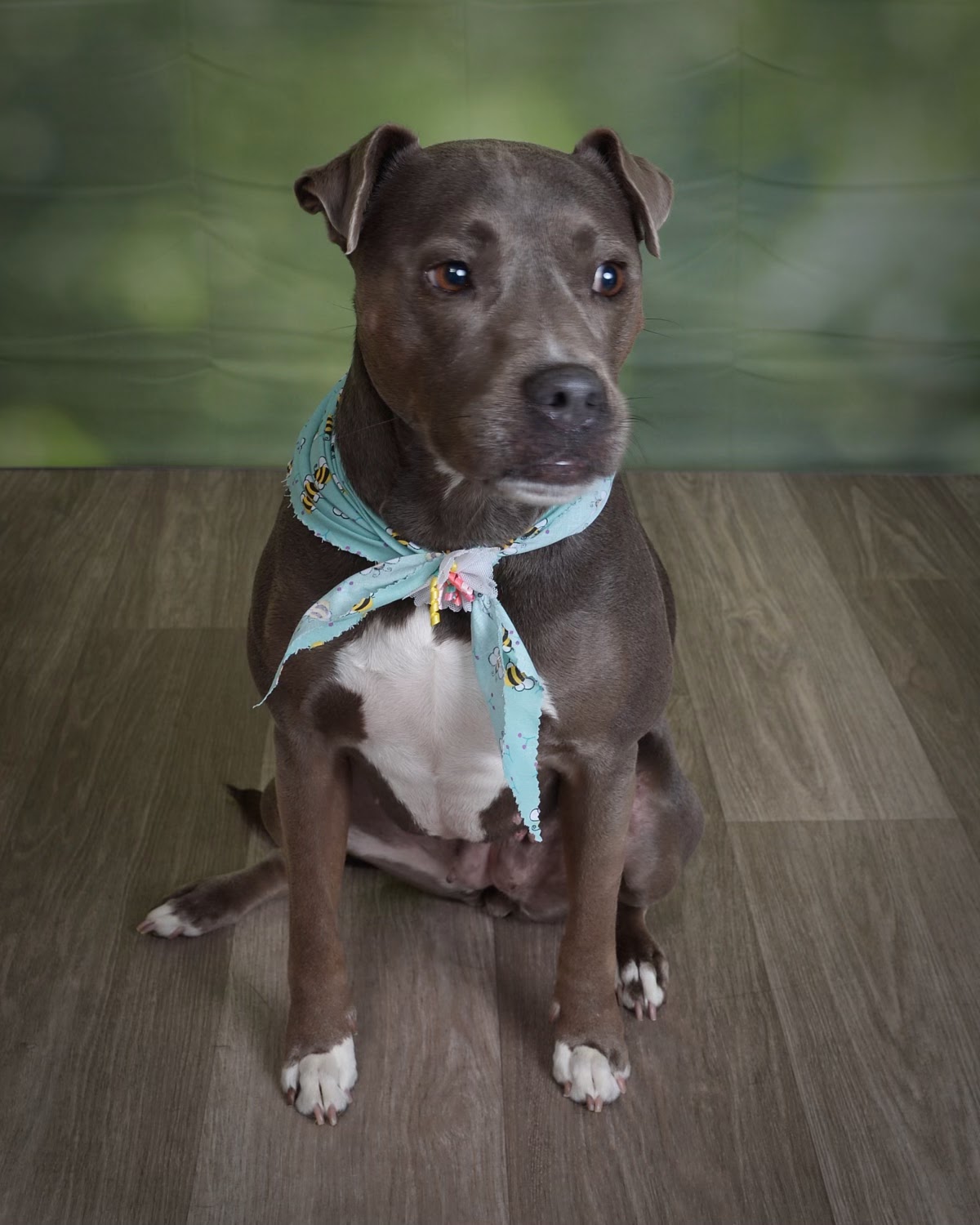 Celeste's Mobile Pet Spa Gainesville