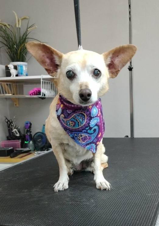 Ruff Cuts Dog Grooming Gainesville