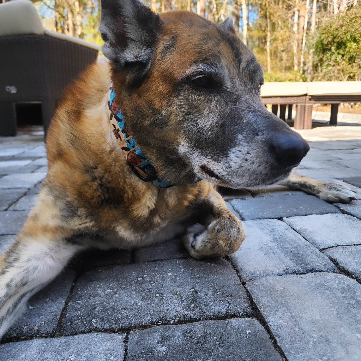 P.U.P.S. Dog Training LLC Gainesville