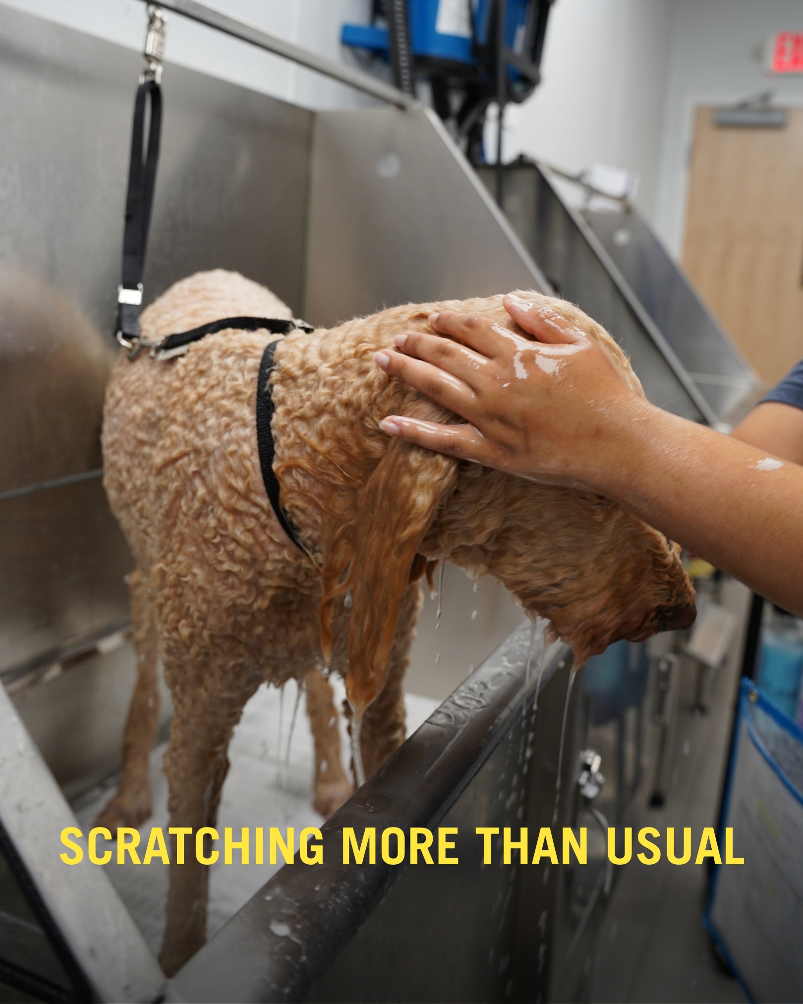 Scenthound Gainesville SW Gainesville