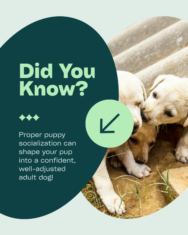 Robertson Mobile Vet Gainesville