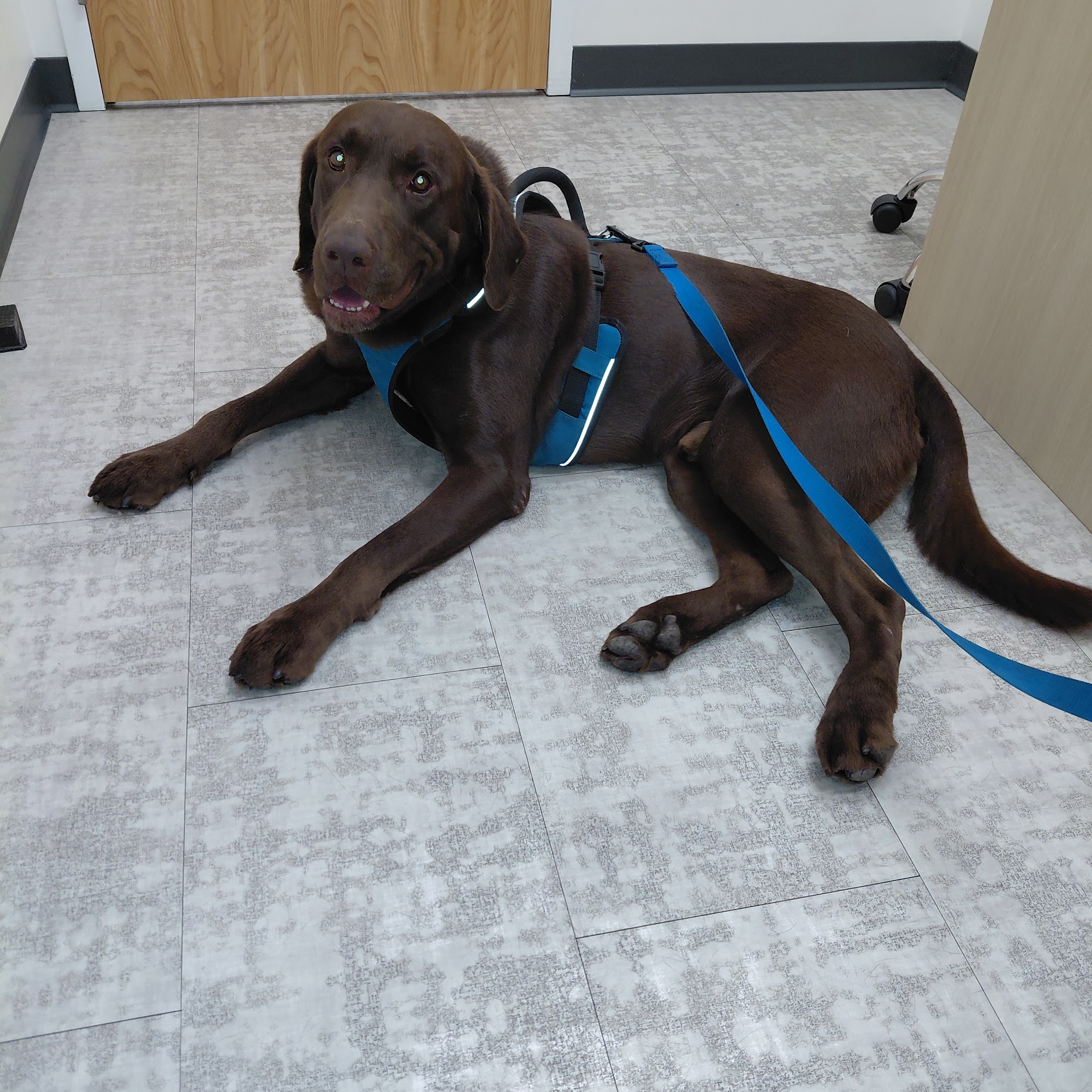 UrgentVet - Gainesville Gainesville