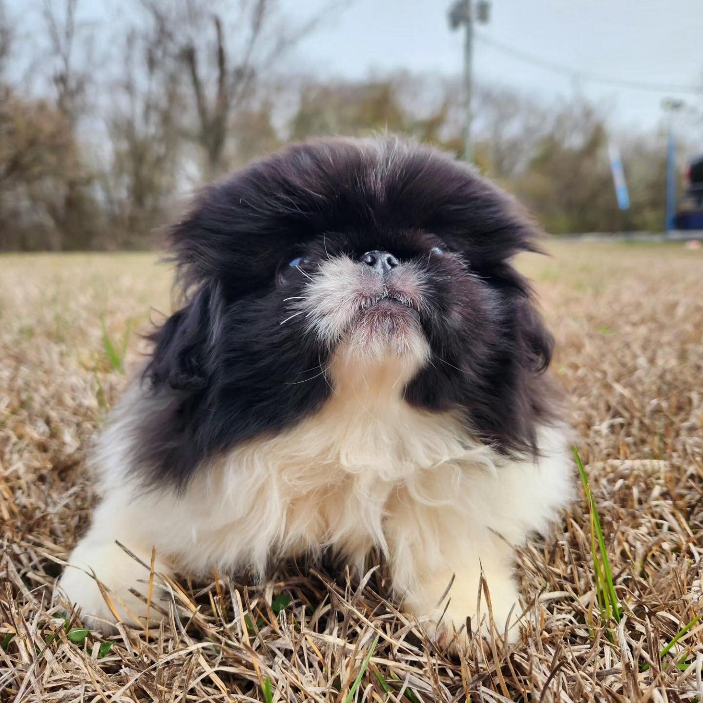 Robin's K9 Lifestyle Gainesville