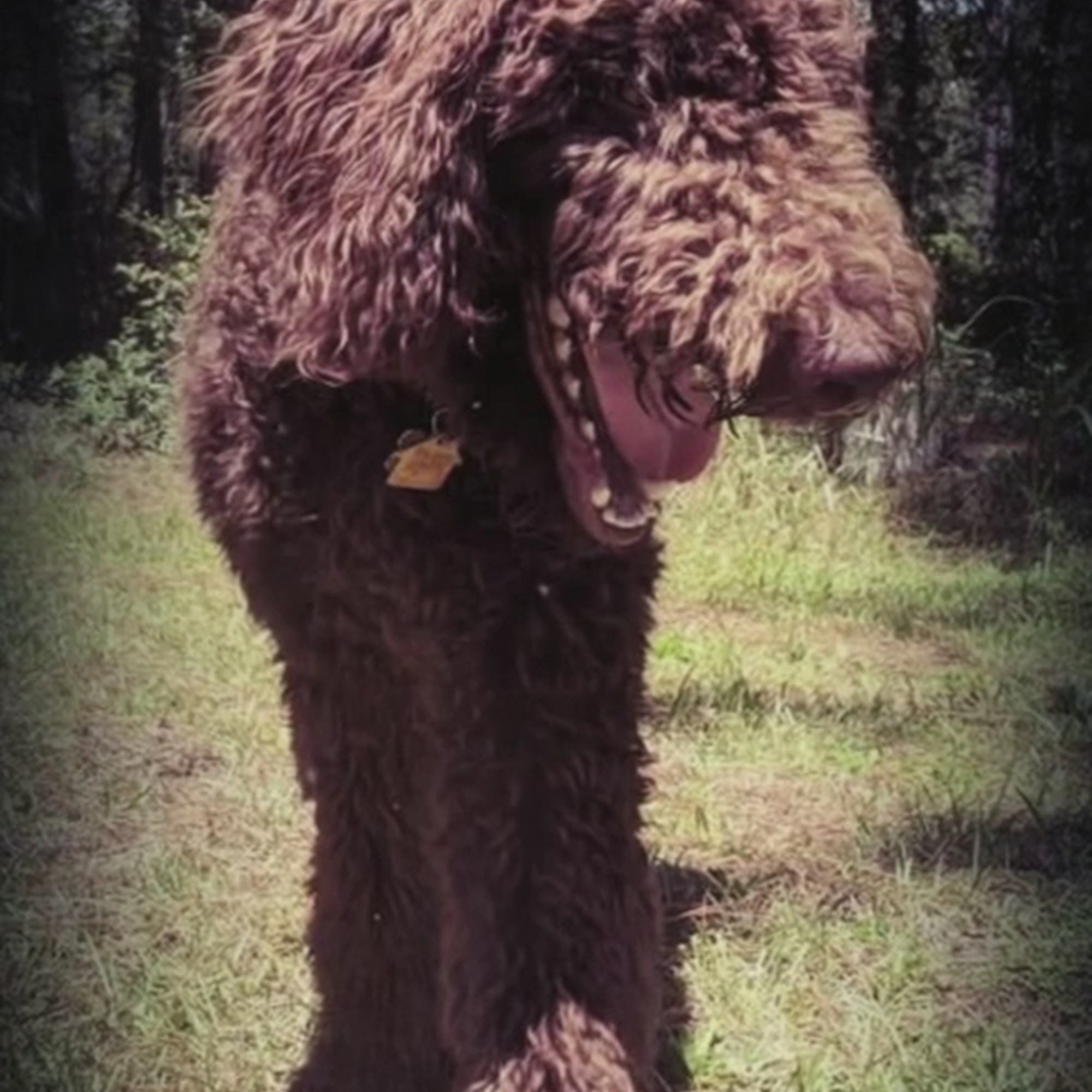 Robin's K9 Lifestyle Gainesville