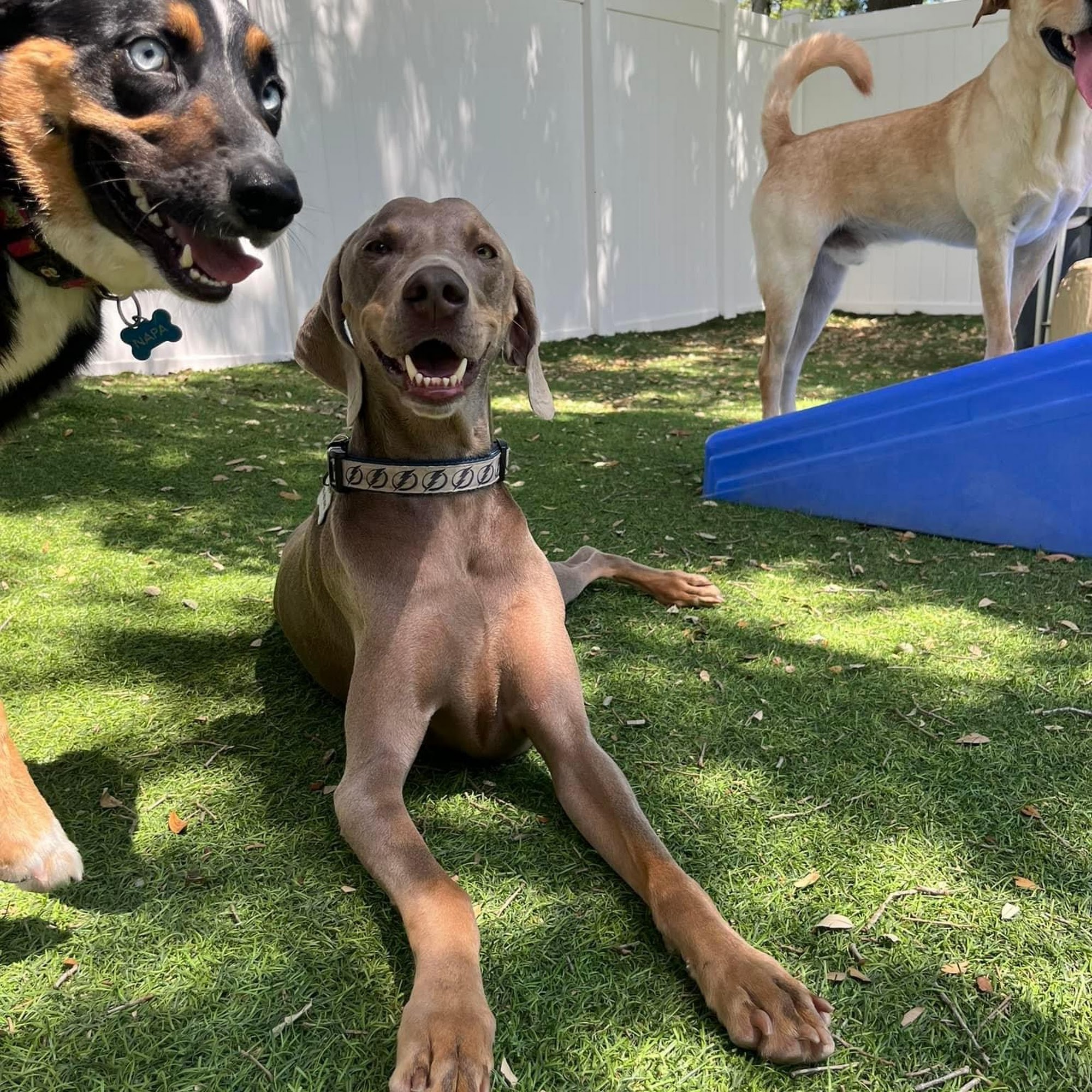 Rowdy's Pet Resort Gibsonton