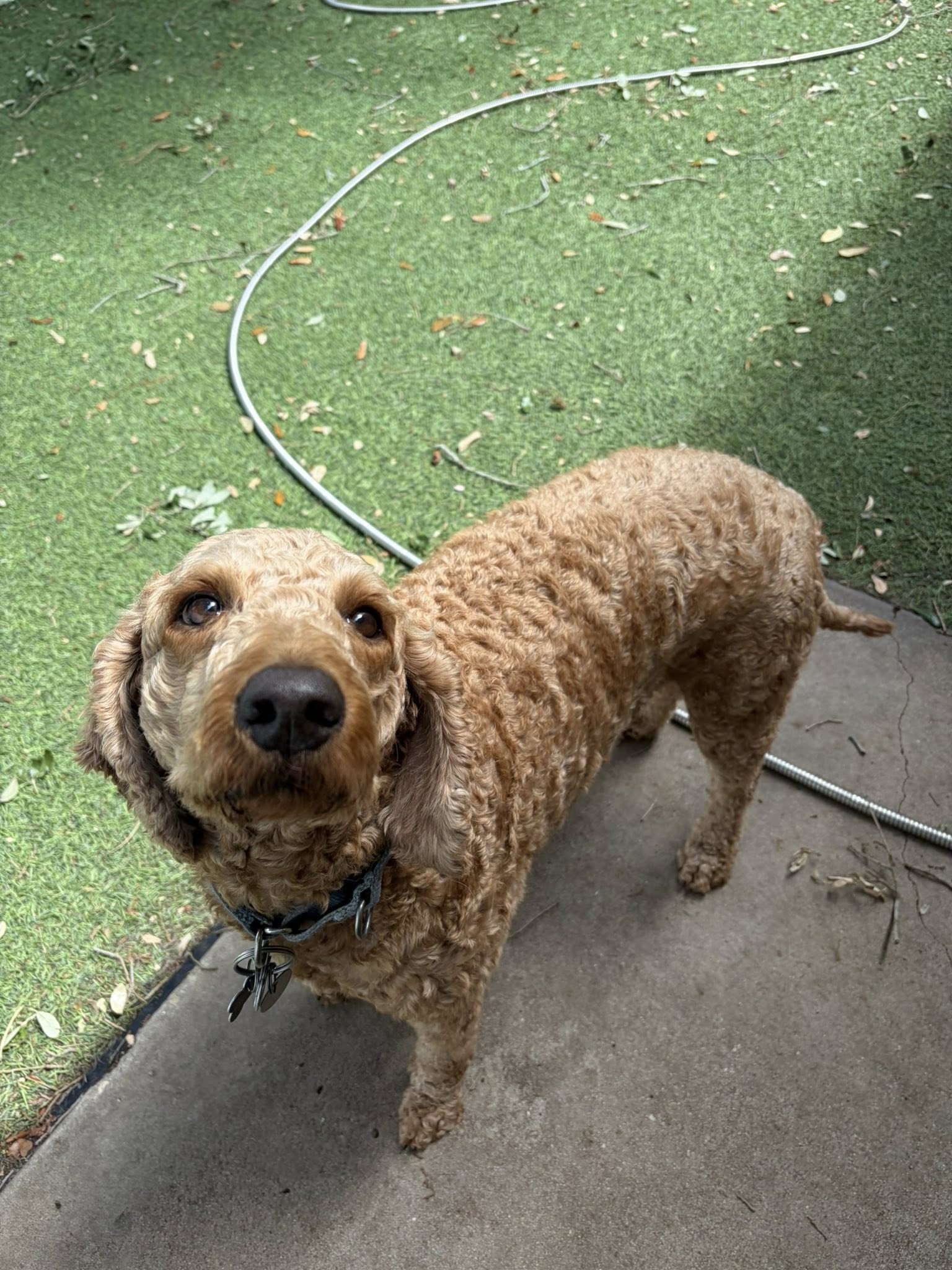 Rowdy's Pet Resort Gibsonton