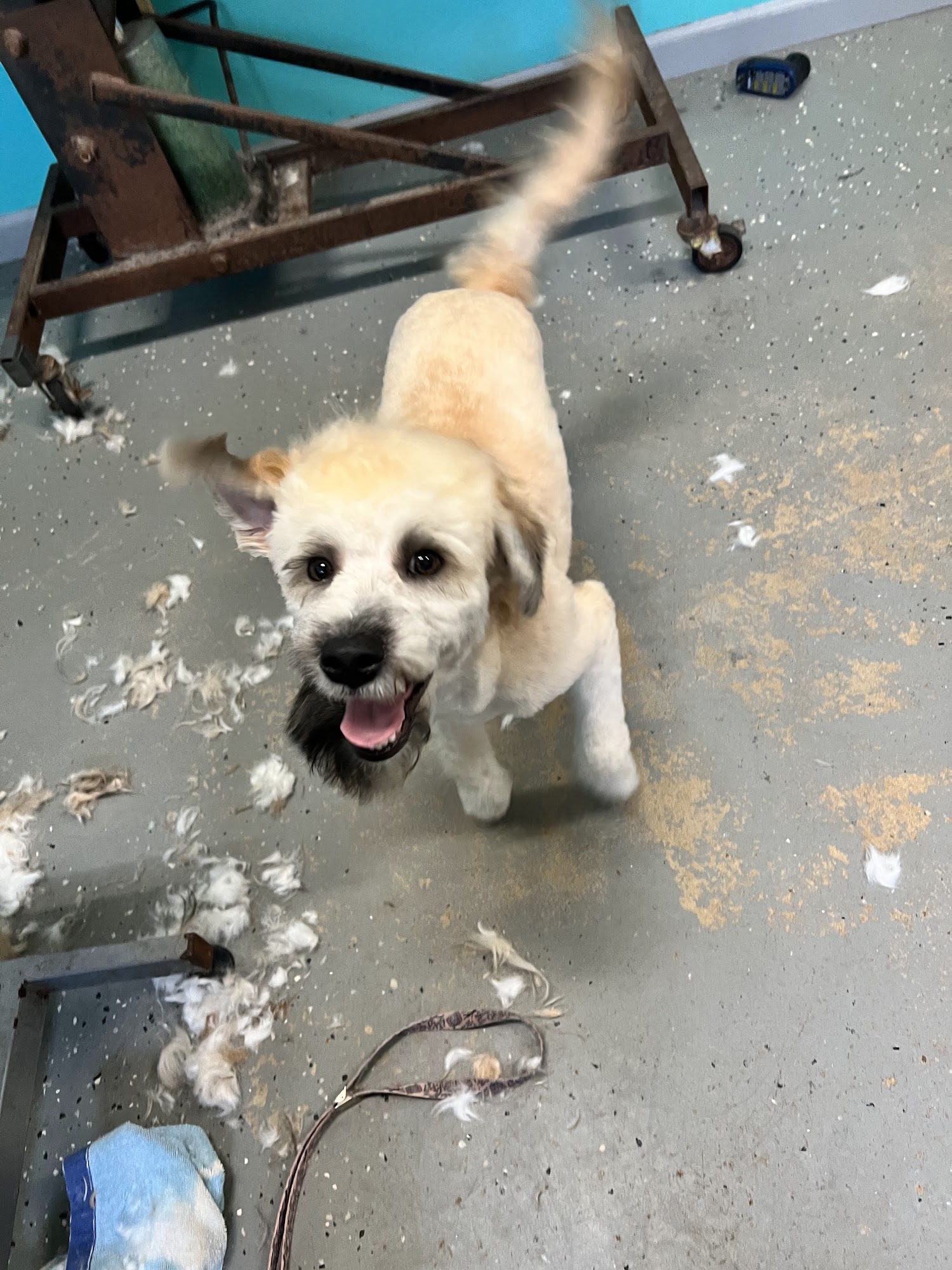 Bed bath and biscuit grooming and boarding Glen Saint Mary