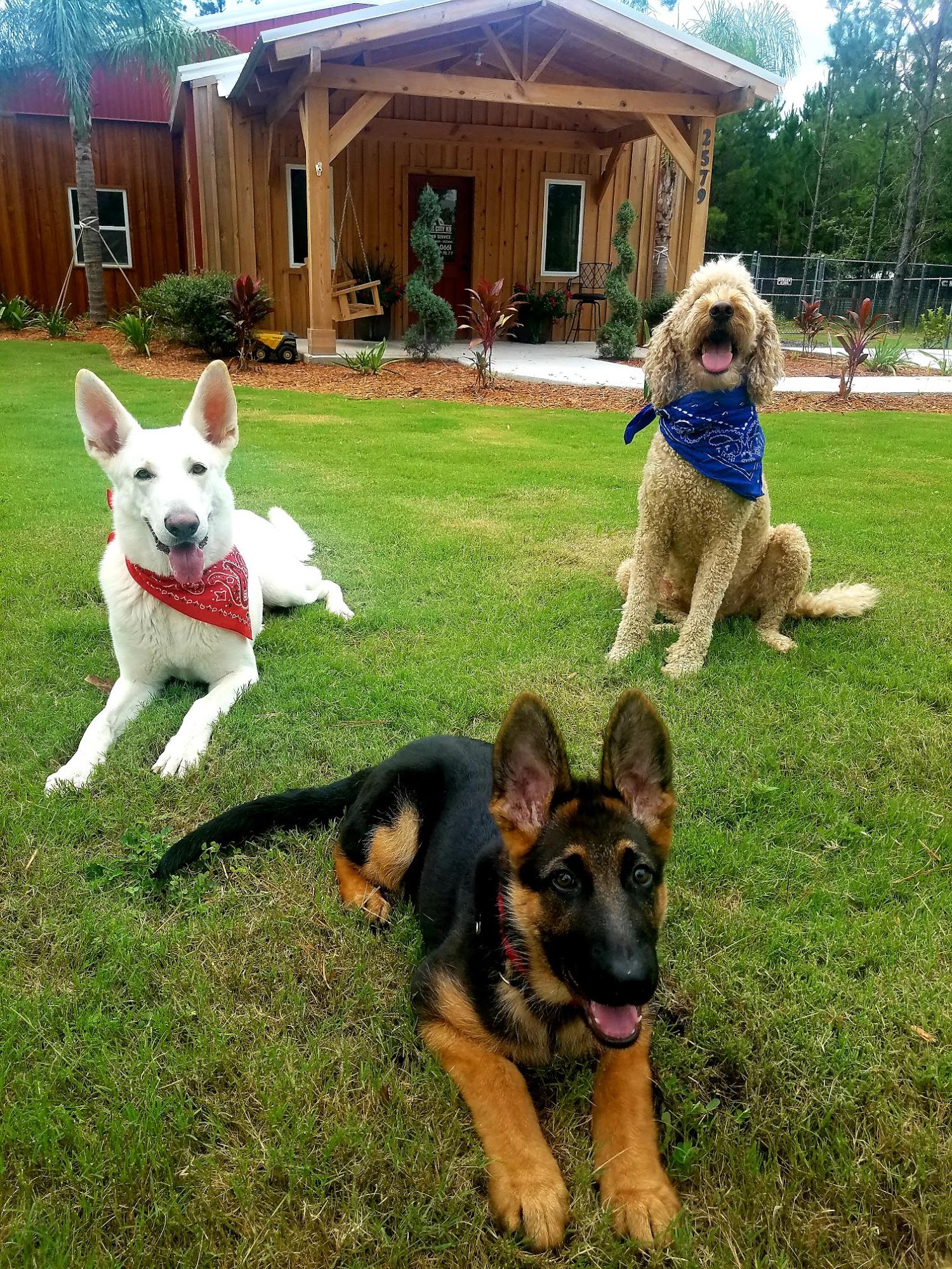 River City K9 Green Cove Springs