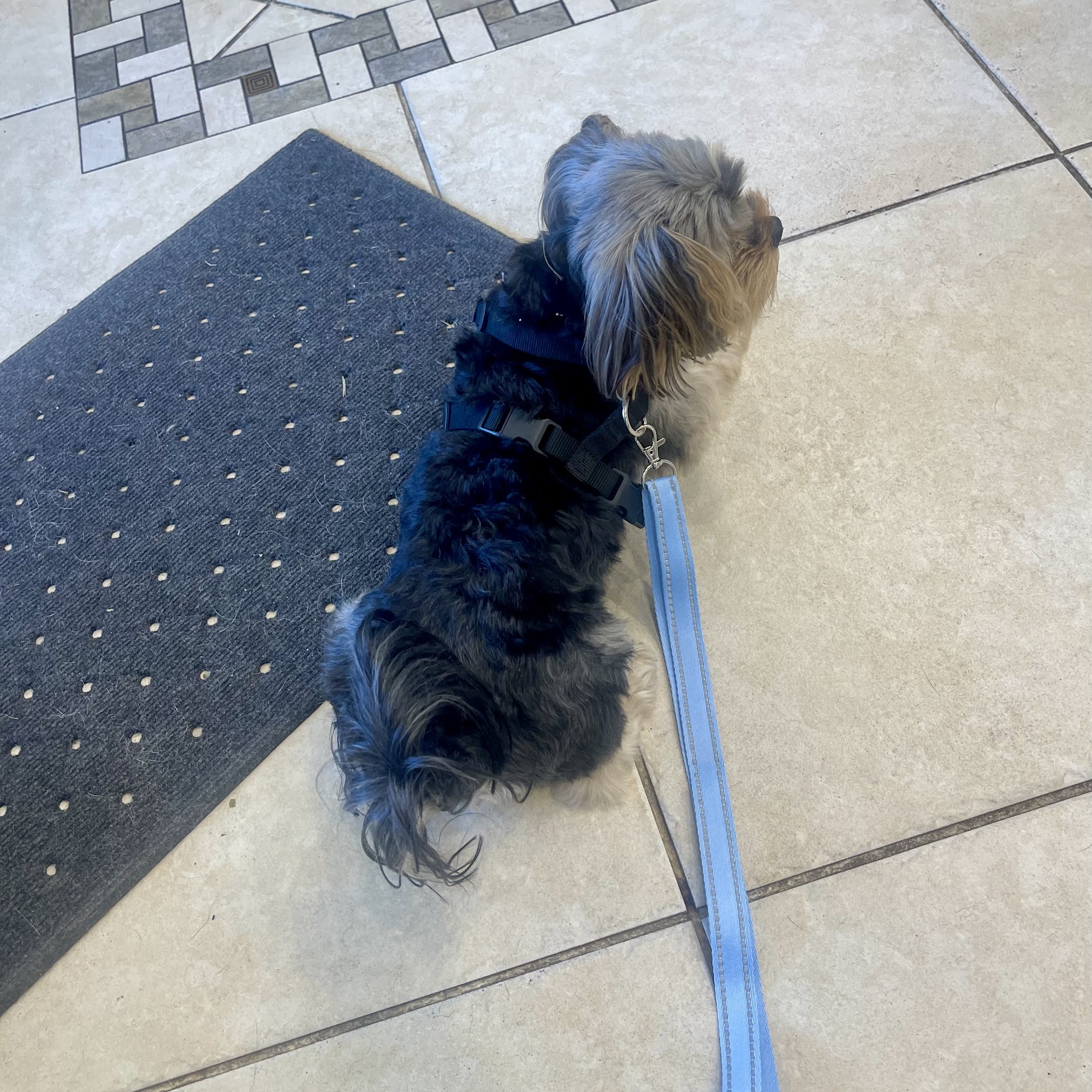 Simmons Veterinary Hospital: Aberwald Dawn M DVM Greenacres