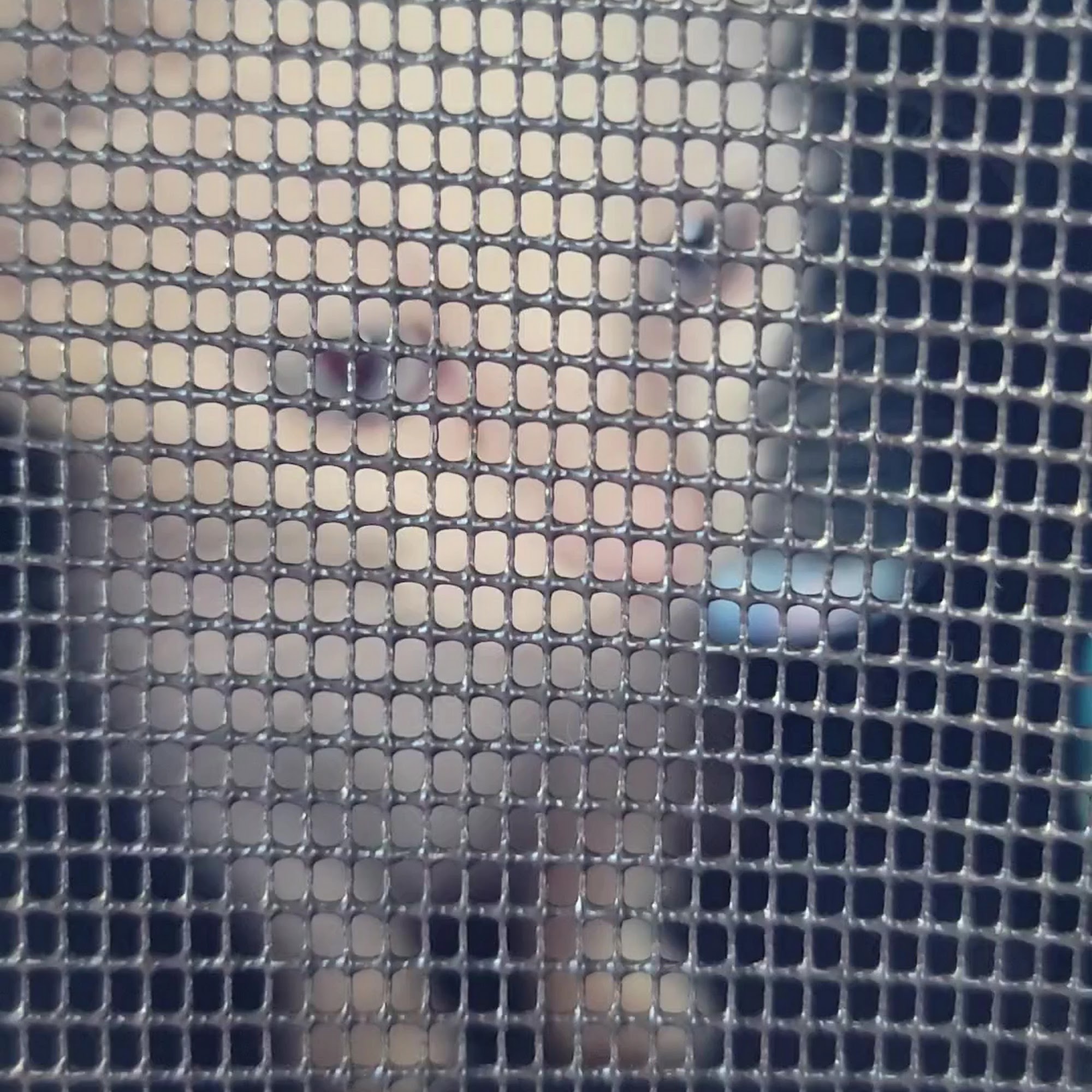 Animal Hospital of the Palm Beaches Greenacres