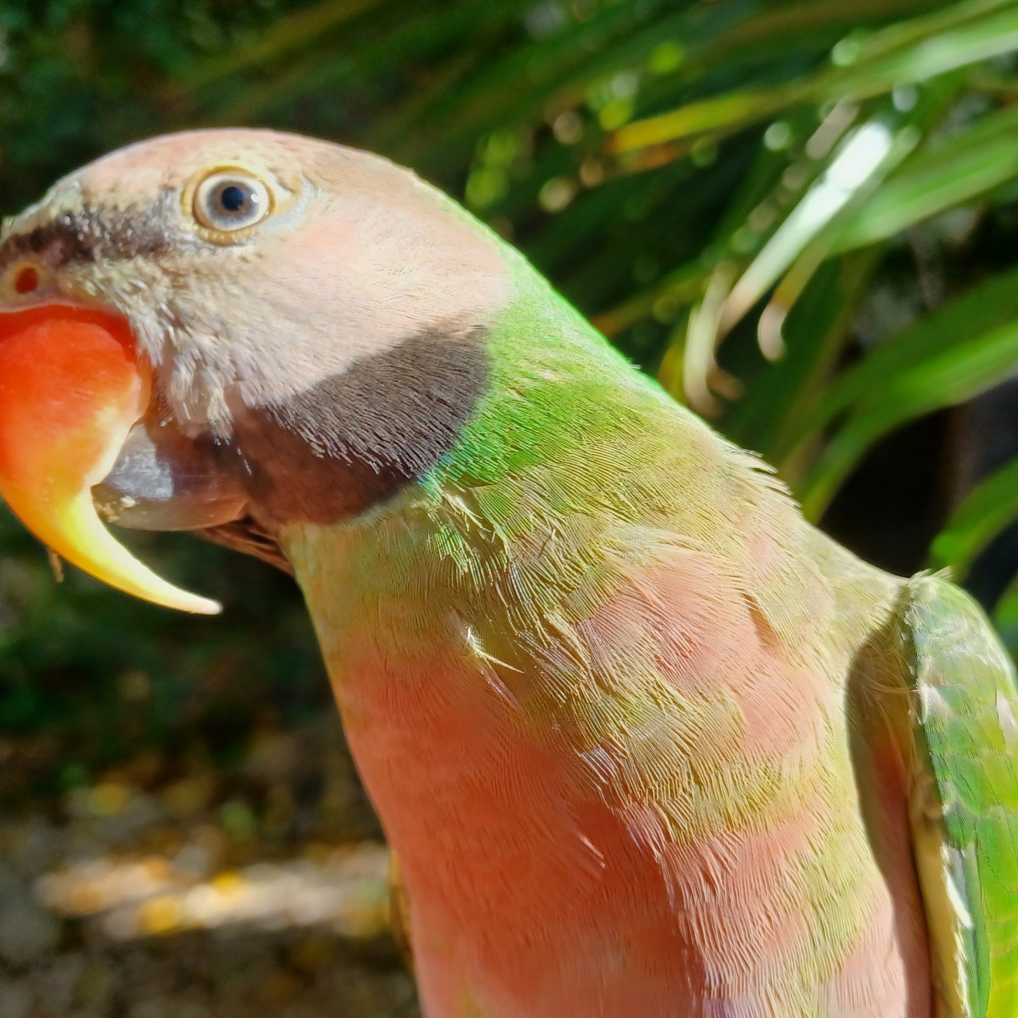 All Bird Clinic Greenacres