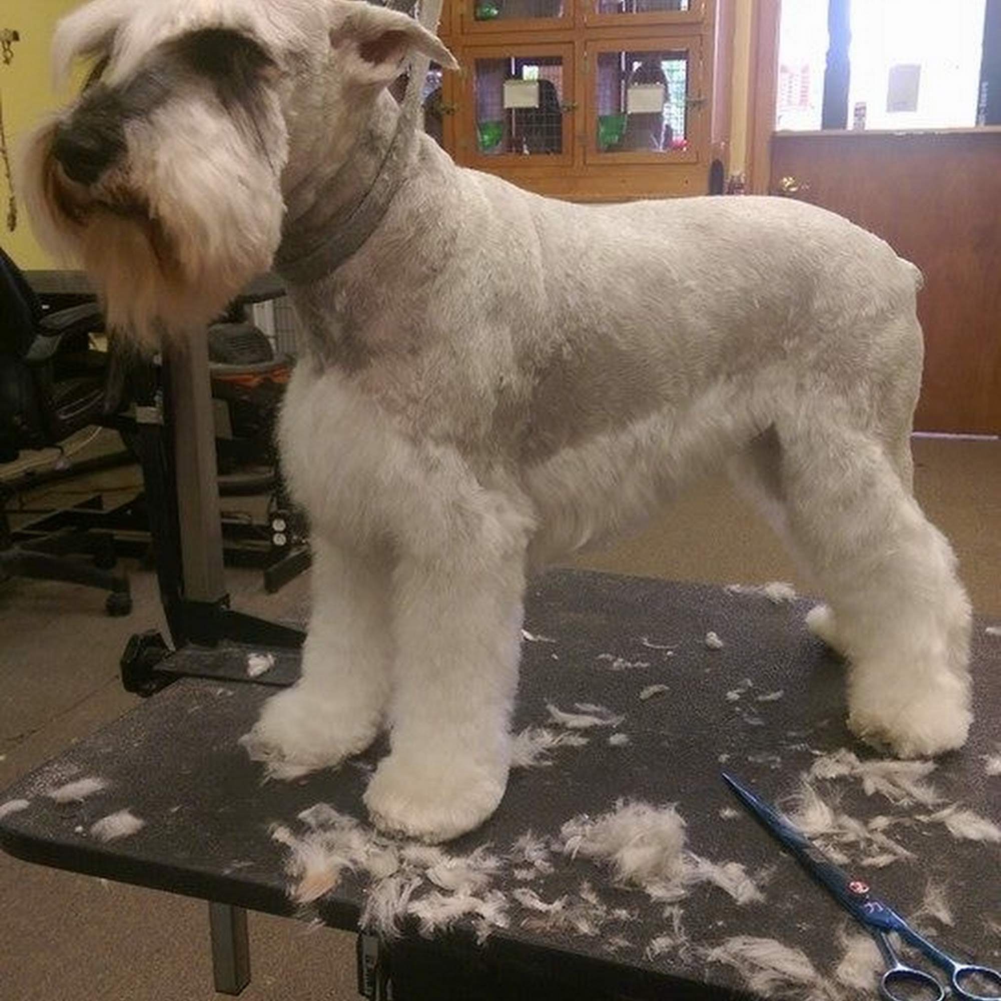 A Cut of Love 7721 Lake Worth Rd, Greenacres Florida 33467