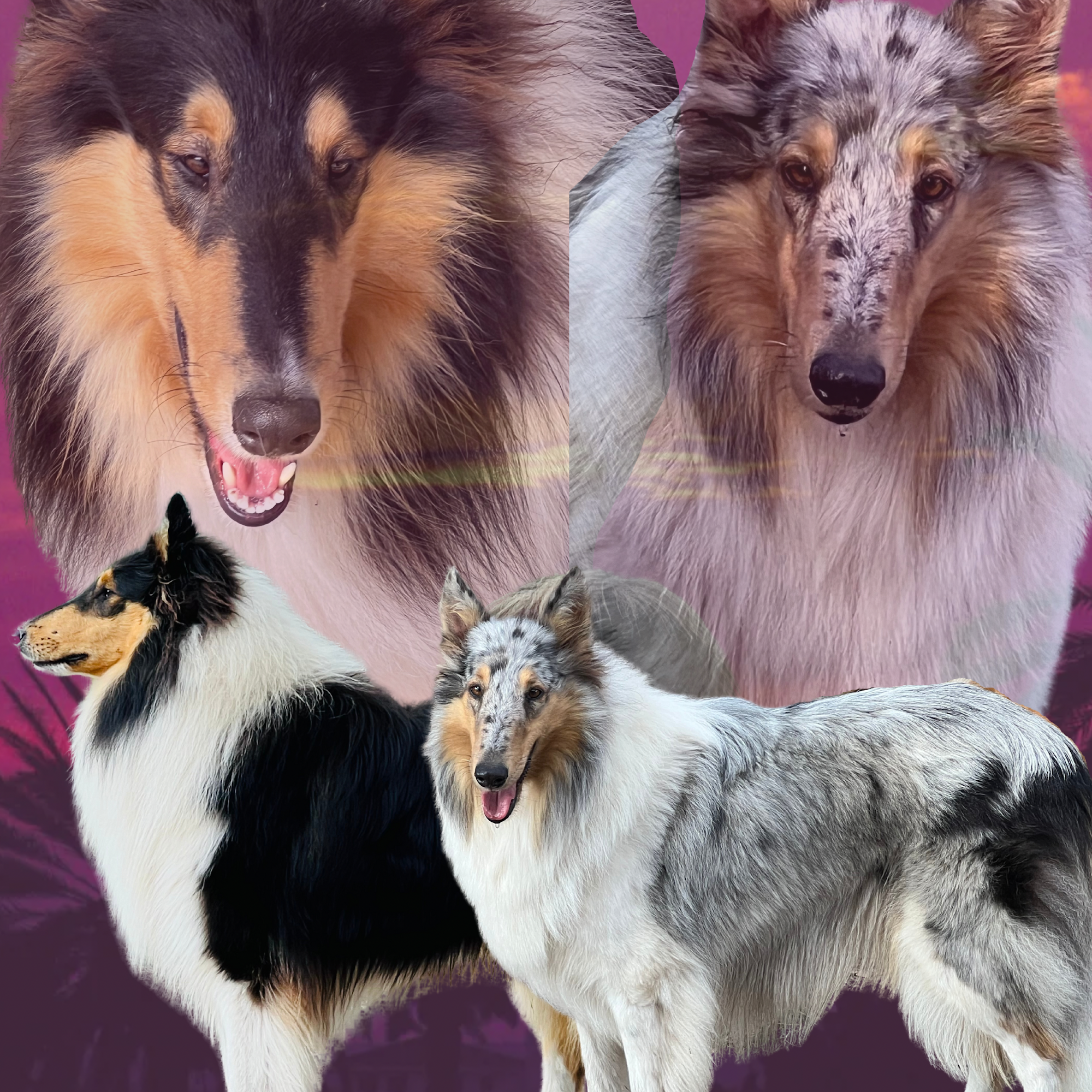 Palmhaven Collies Groveland