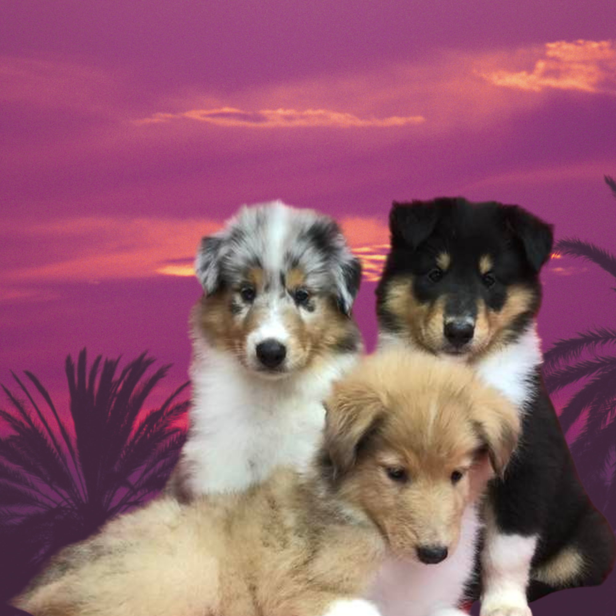 Palmhaven Collies 11425 Kijik Trail, Groveland Florida 34736