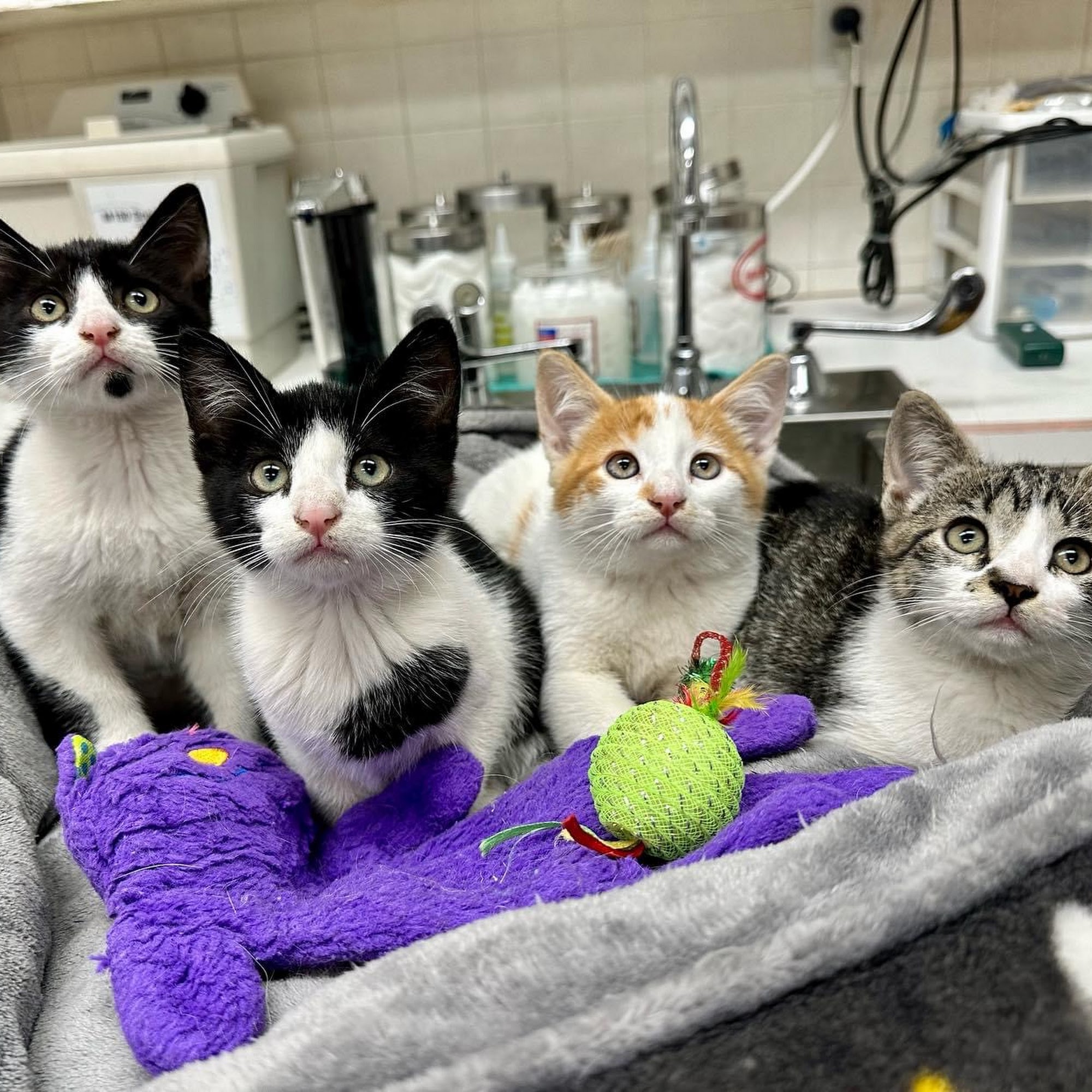 Gulf Breeze Animal Hospital Gulf Breeze