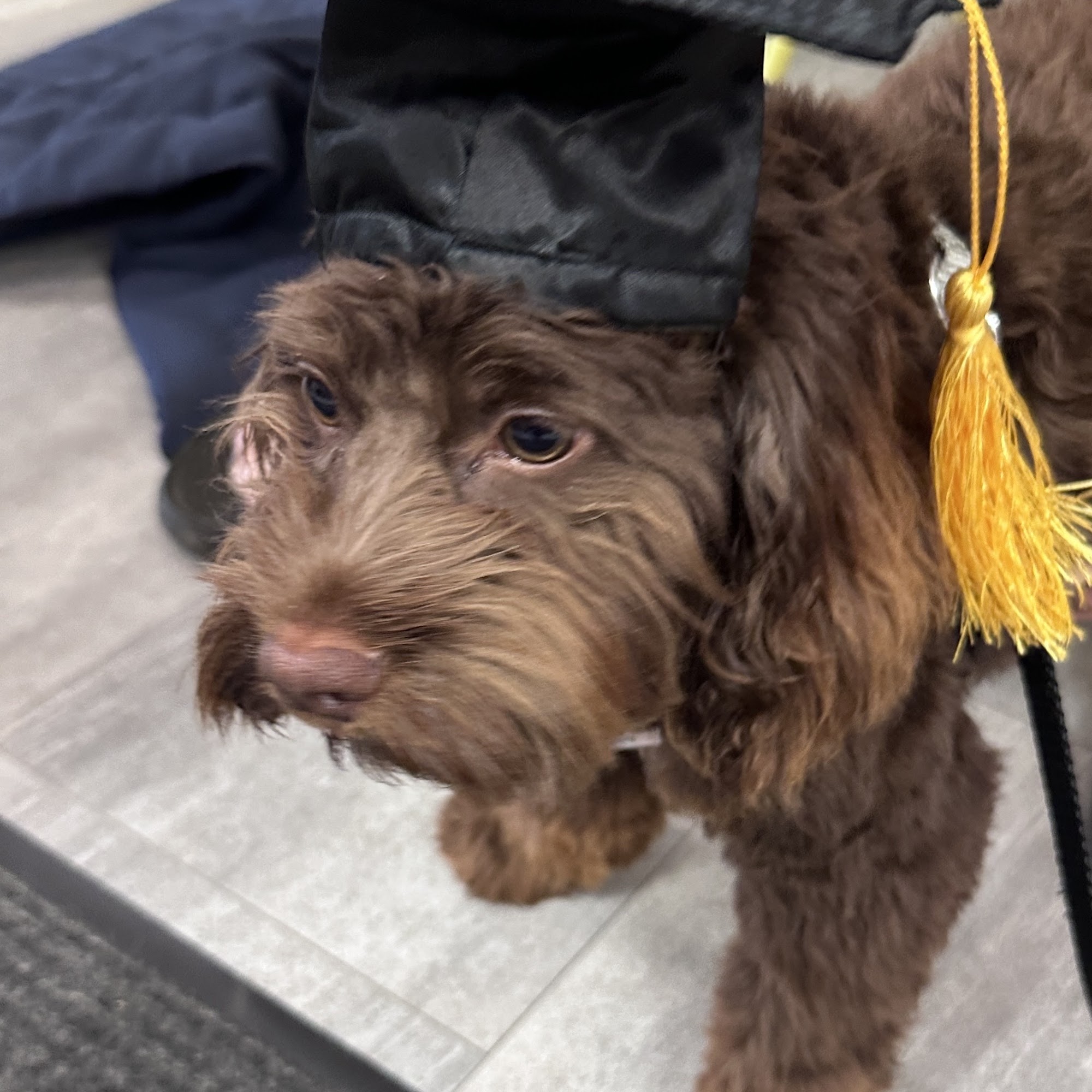 East Bay Dog Spot Gulf Breeze