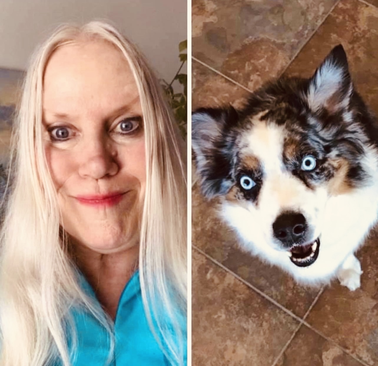 FLORIDA 5-STAR DOG TRAINING LLC Gulf Breeze