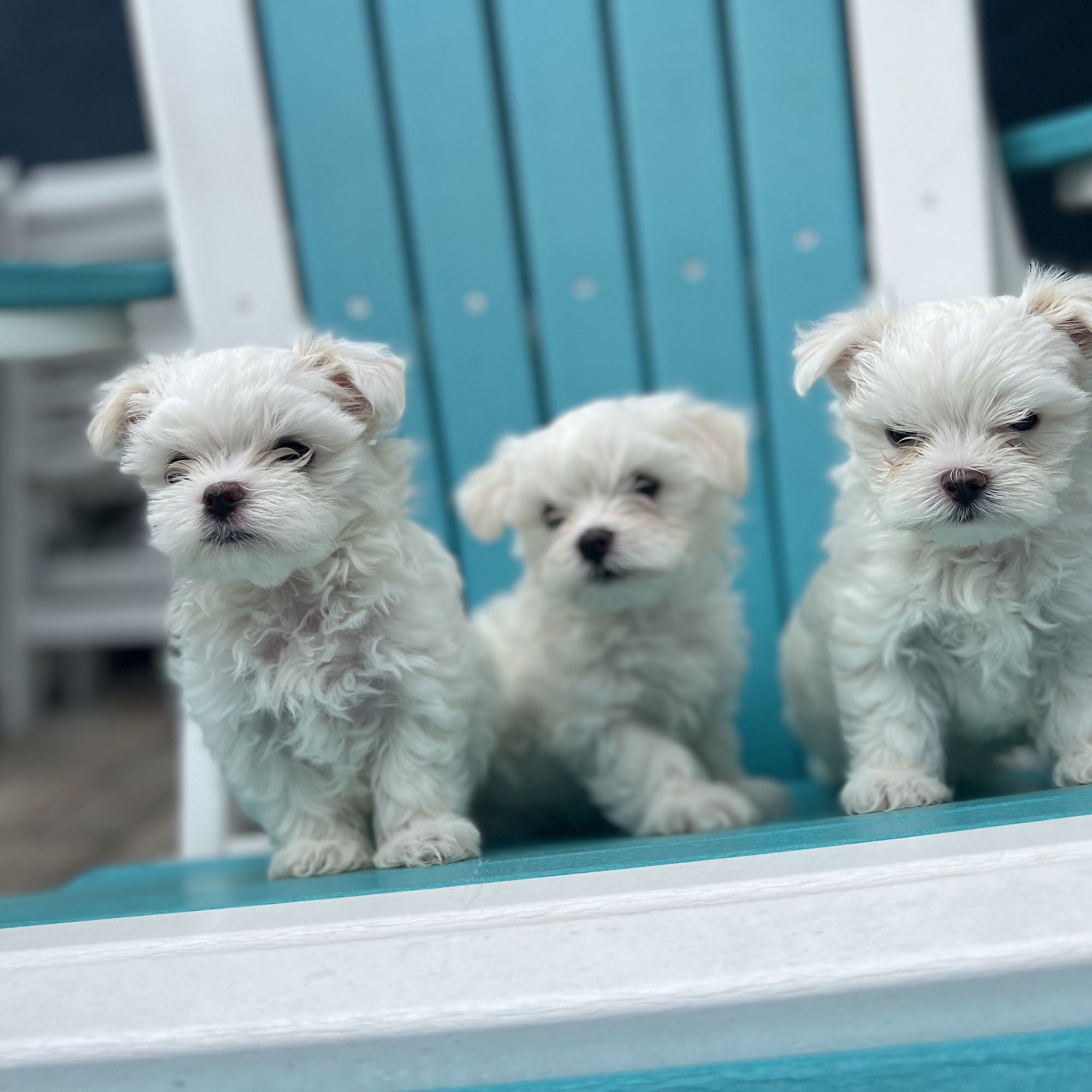 Gulfport Veterinarian Gulfport