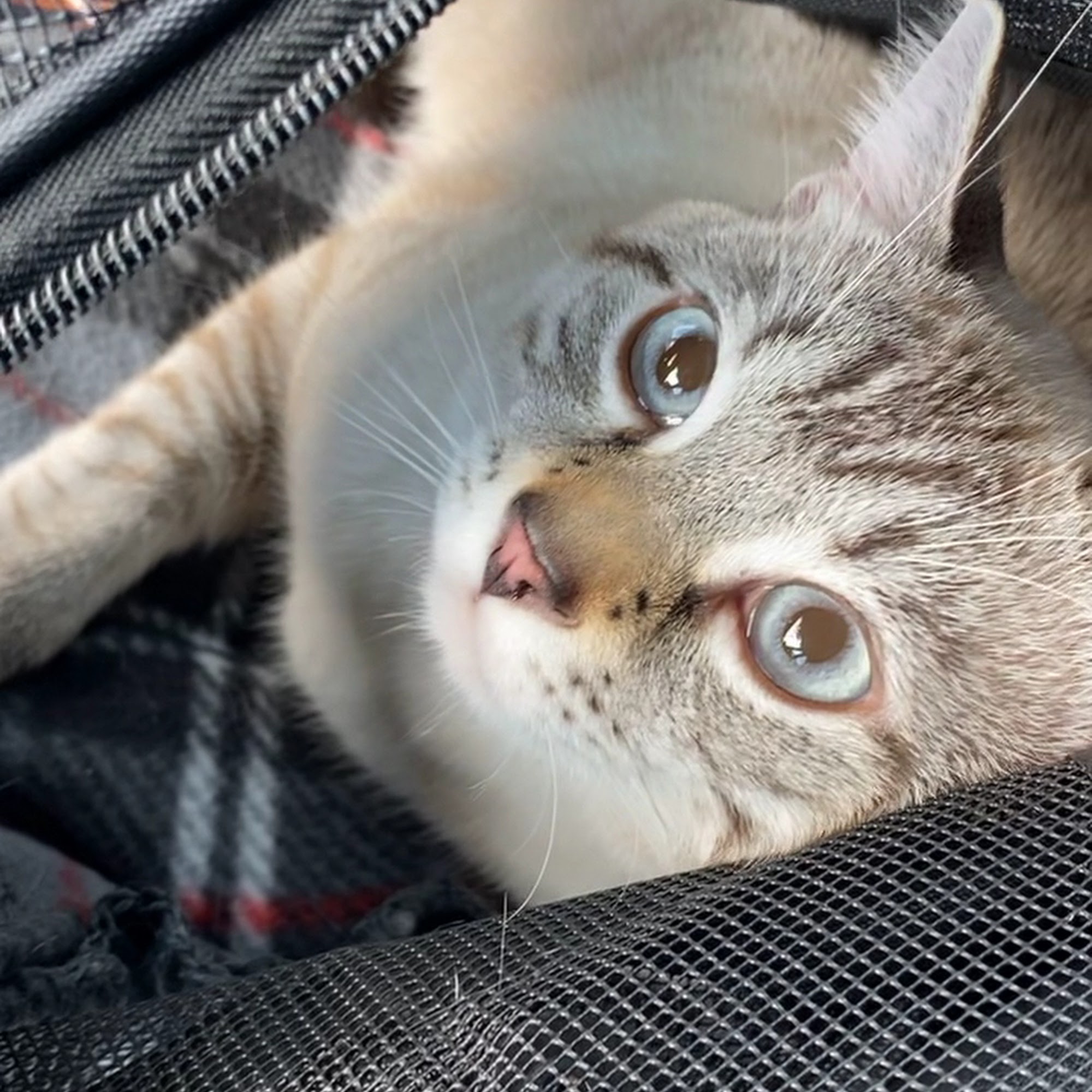 Heart of Florida Animal Hospital and Pet Resort Haines City