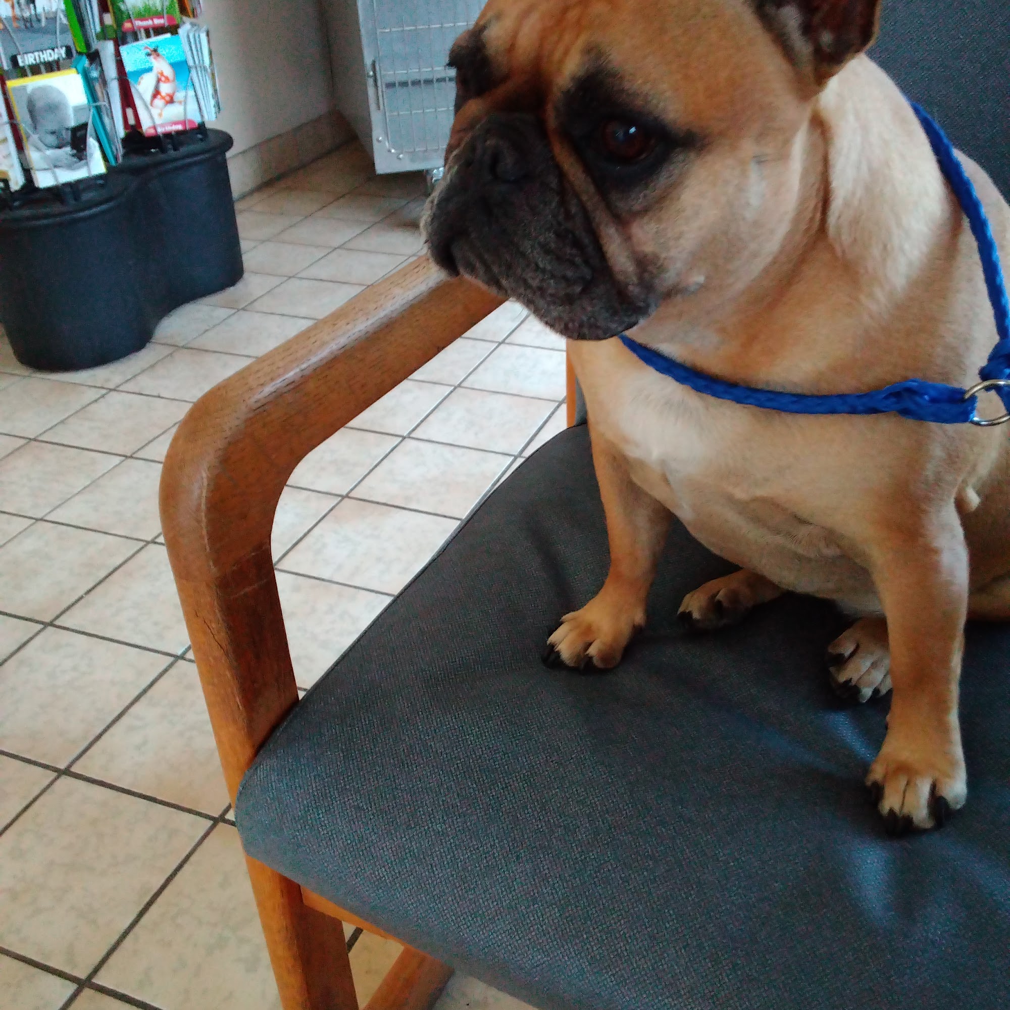 David F Wilkinson, D.V.M. Haines City