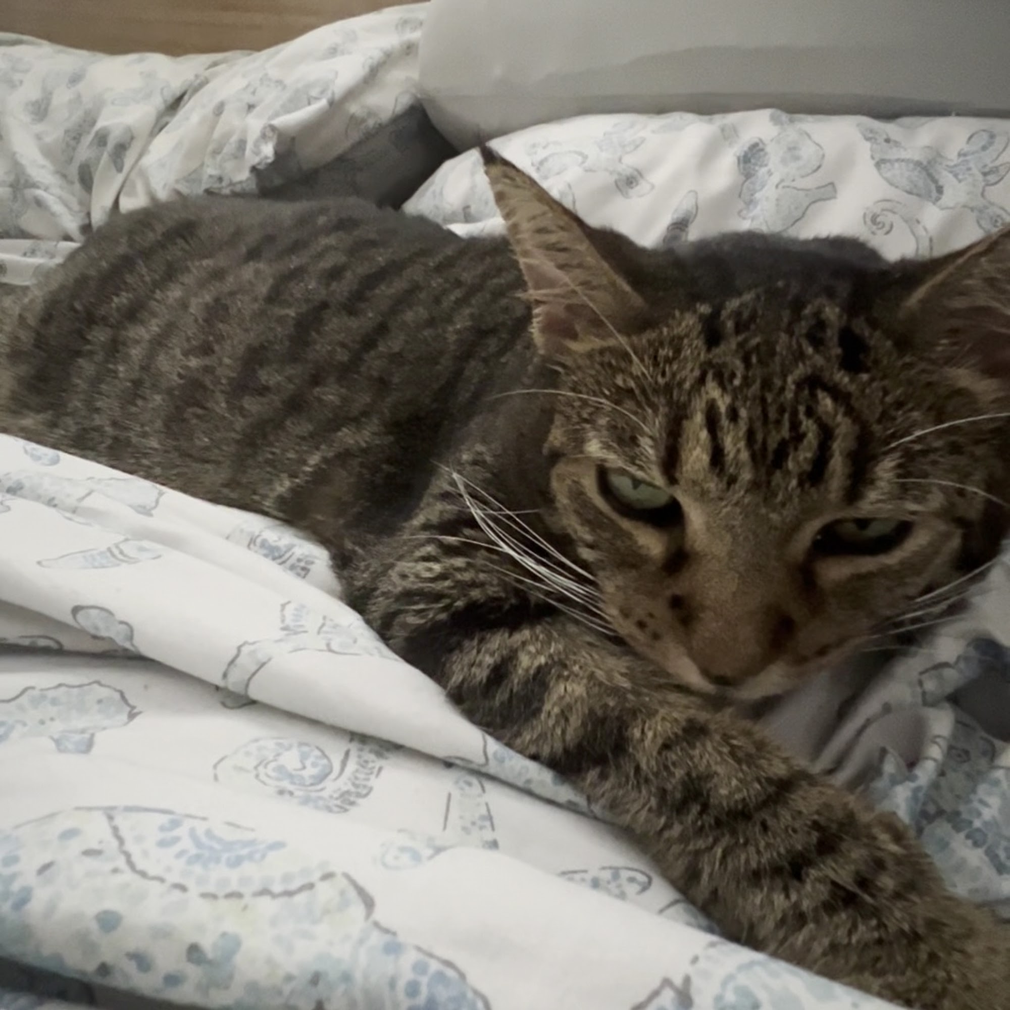 Animal Hospital of Hallandale Hallandale Beach