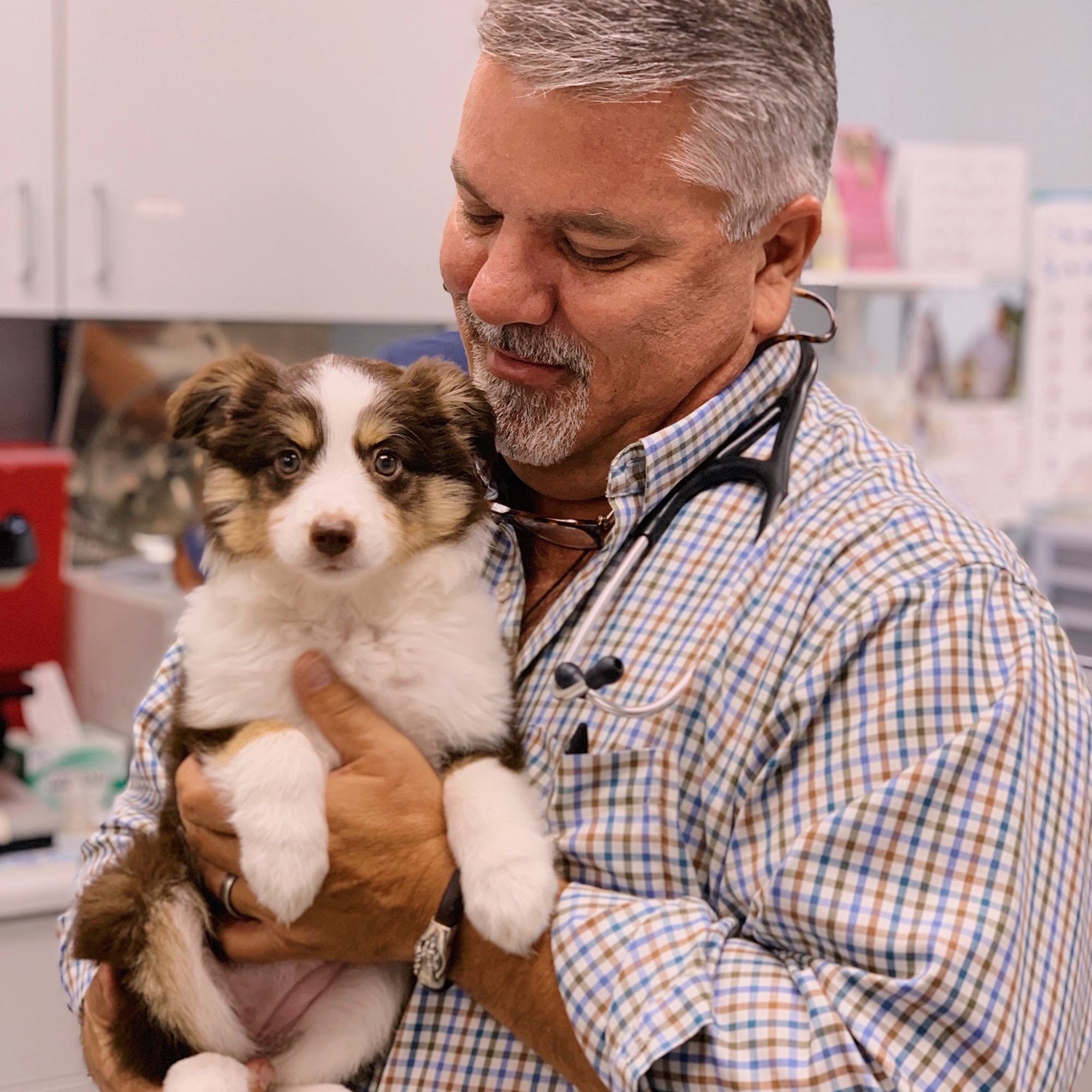 Winter Animal Hospital Havana