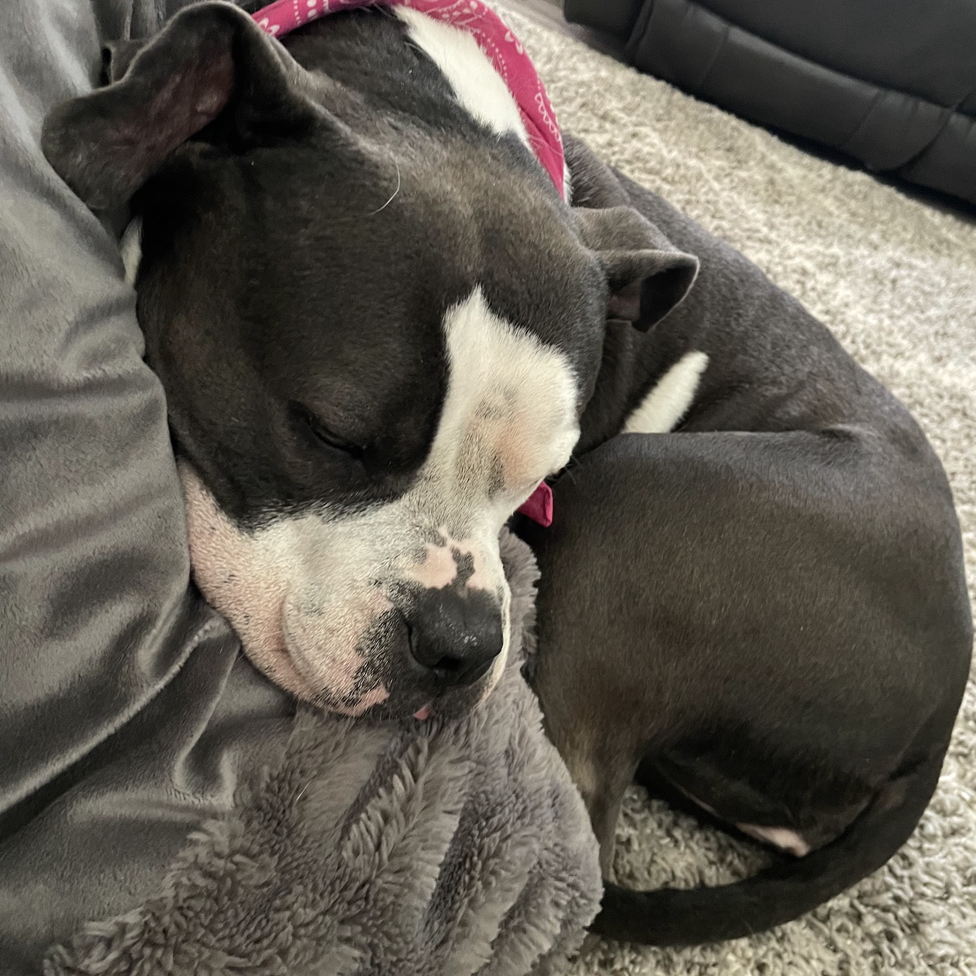 Lake Area Animal Hospital Hawthorne