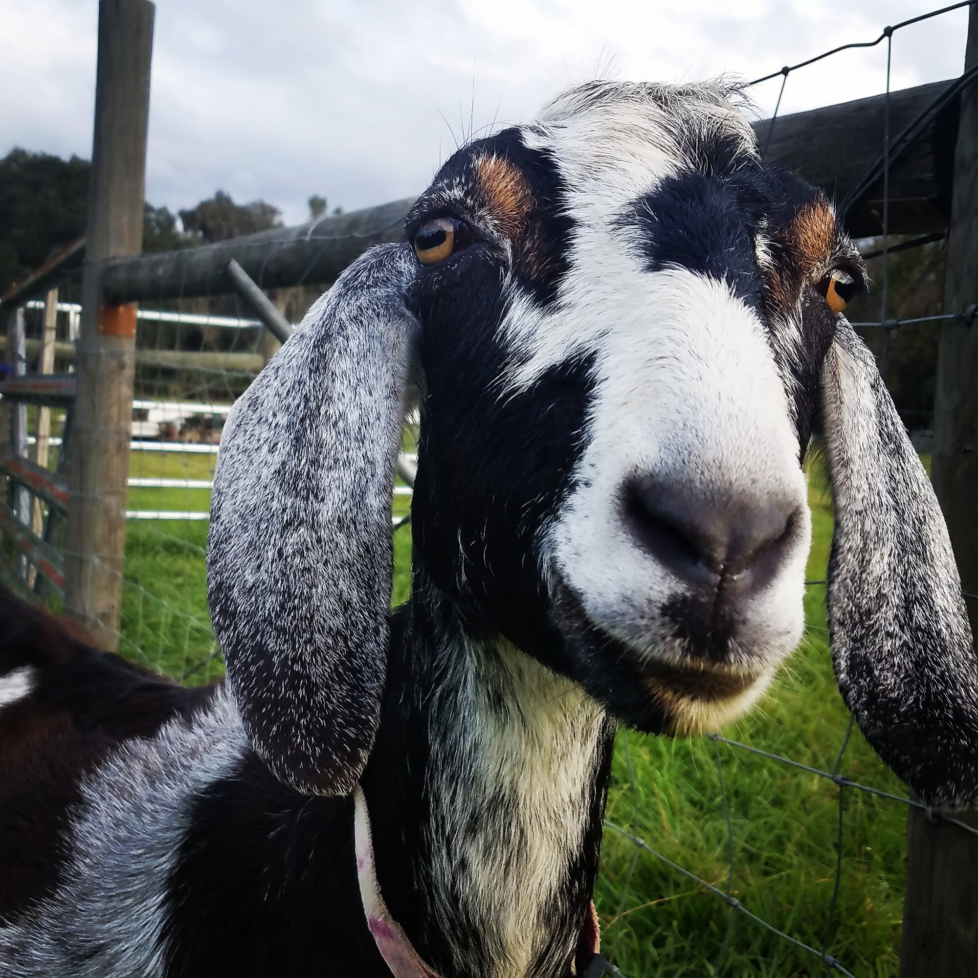 Pastorale Farm, LLC Hawthorne