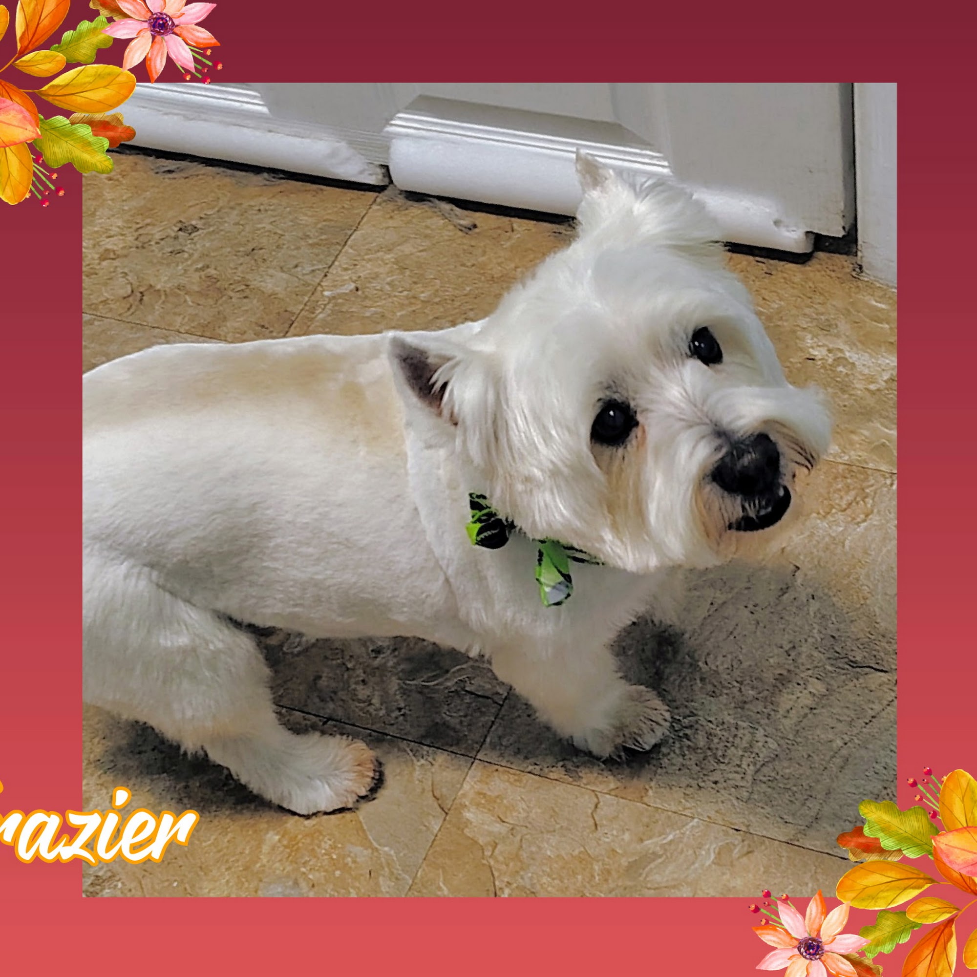 Dirty Doggies House of Beauty, LLC Hernando