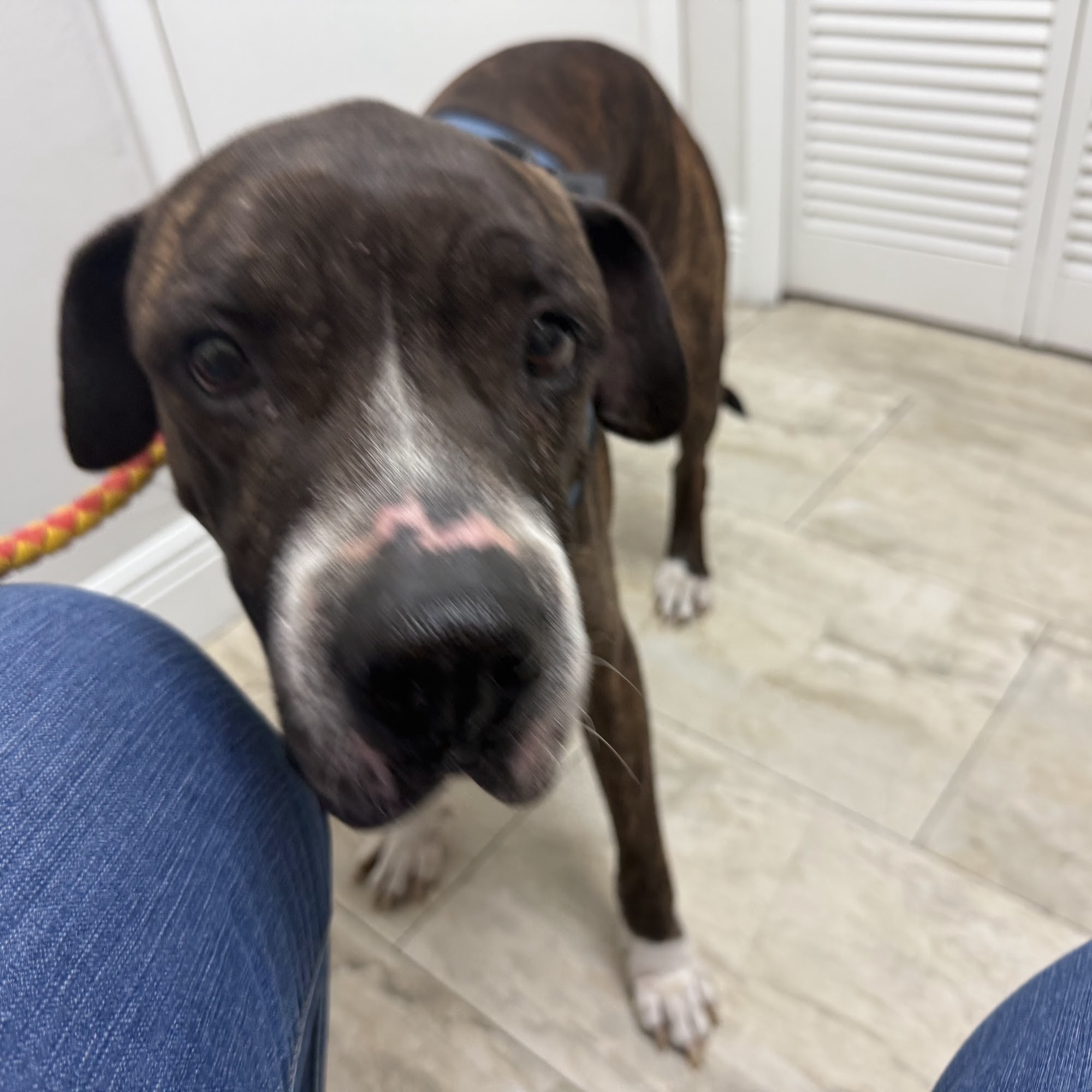 Aardvark Animal Clinic Hialeah