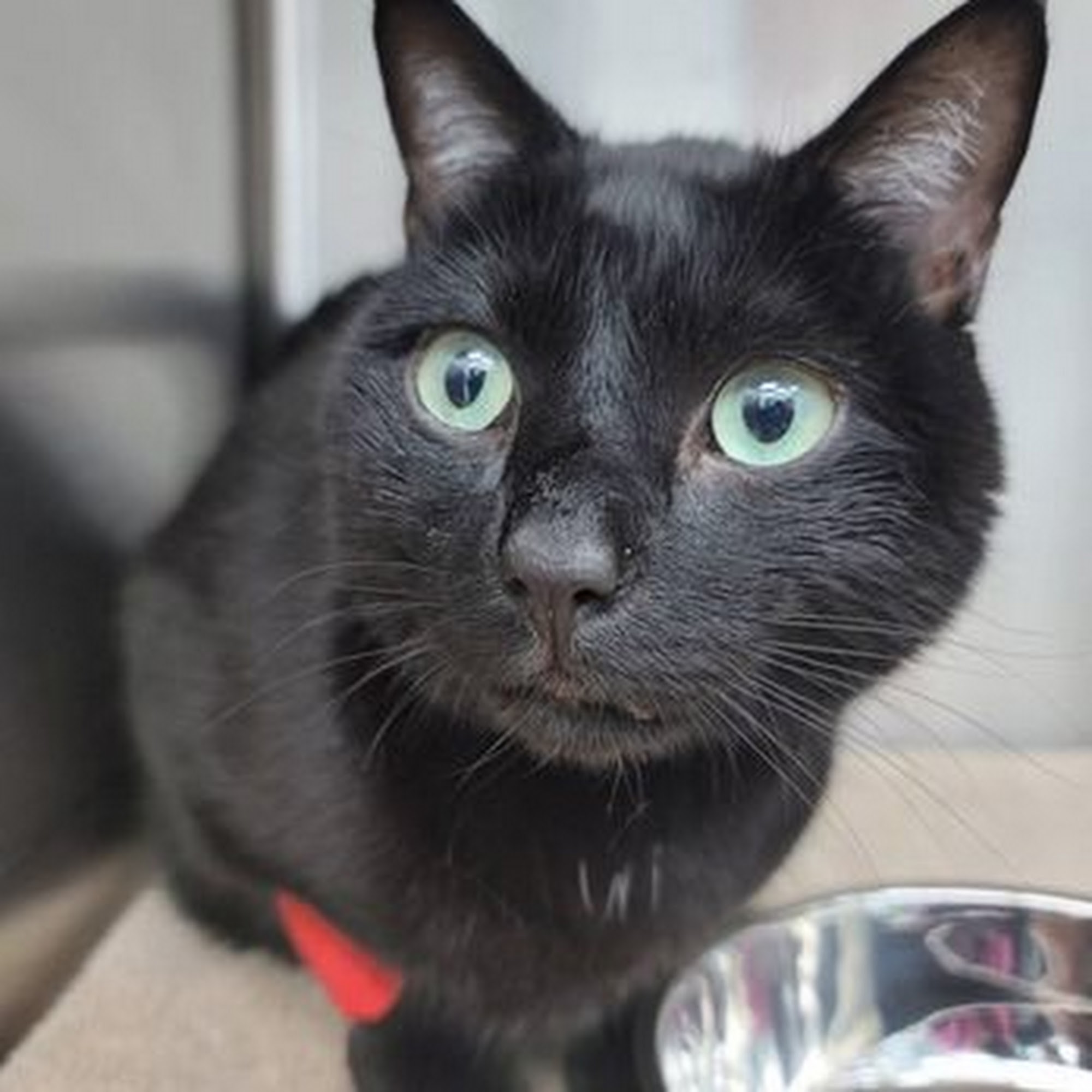 Palmetto Animal Clinic Hialeah