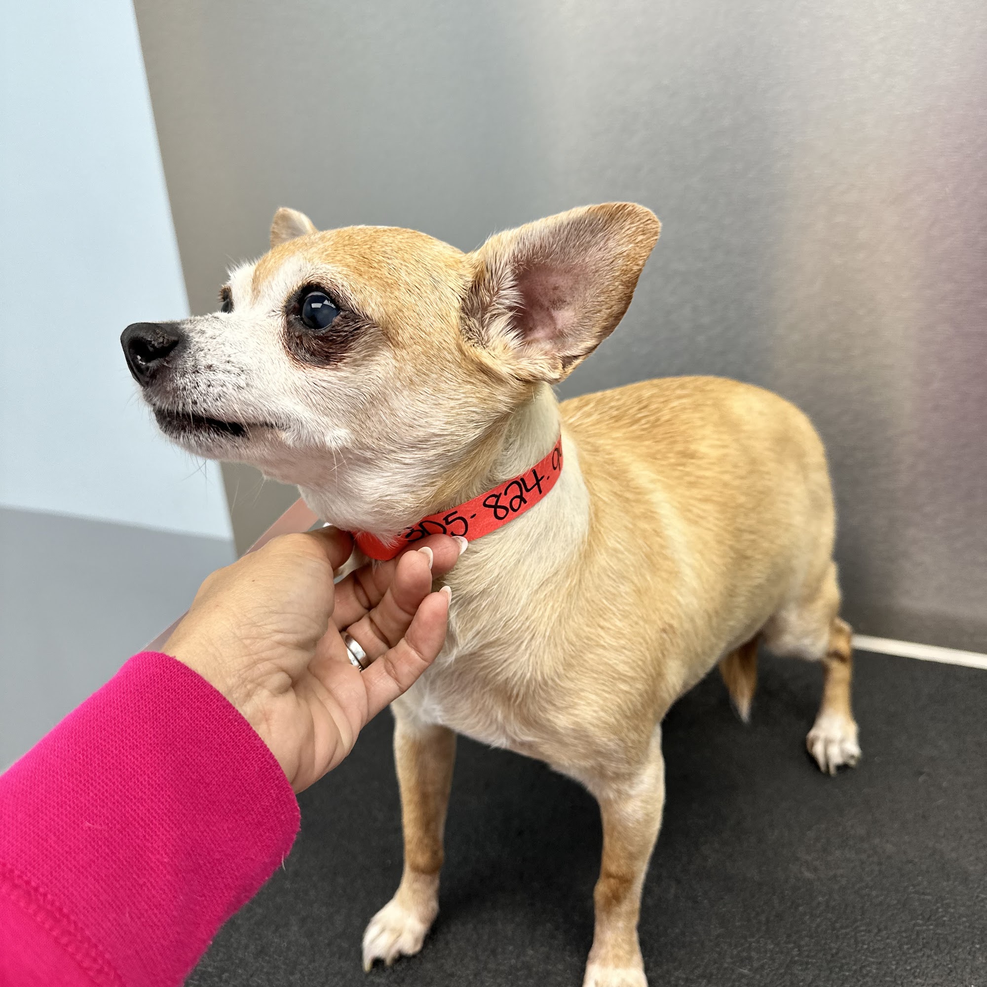 Lopez Animal Clinic Hialeah