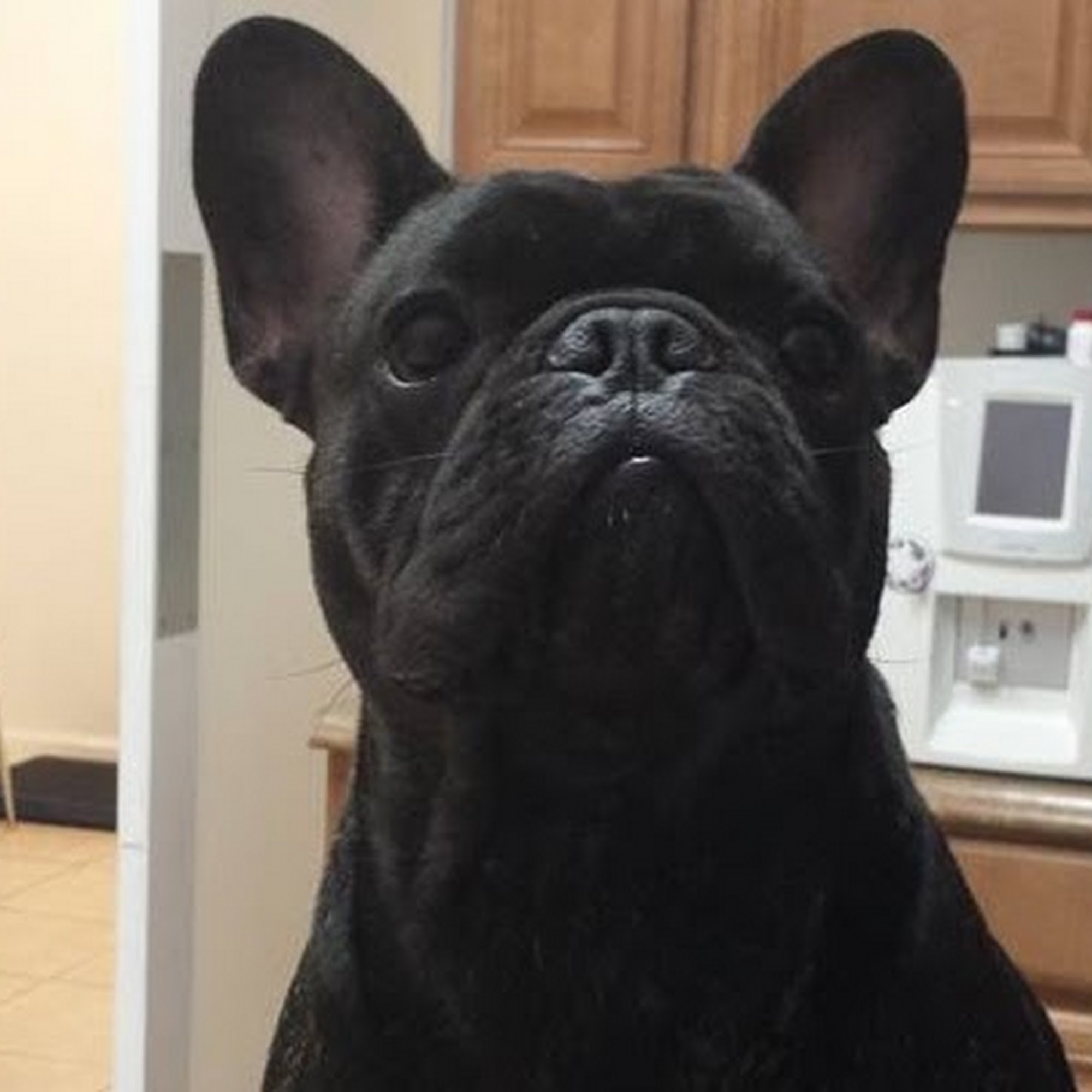 E & L Animal Clinic Hialeah