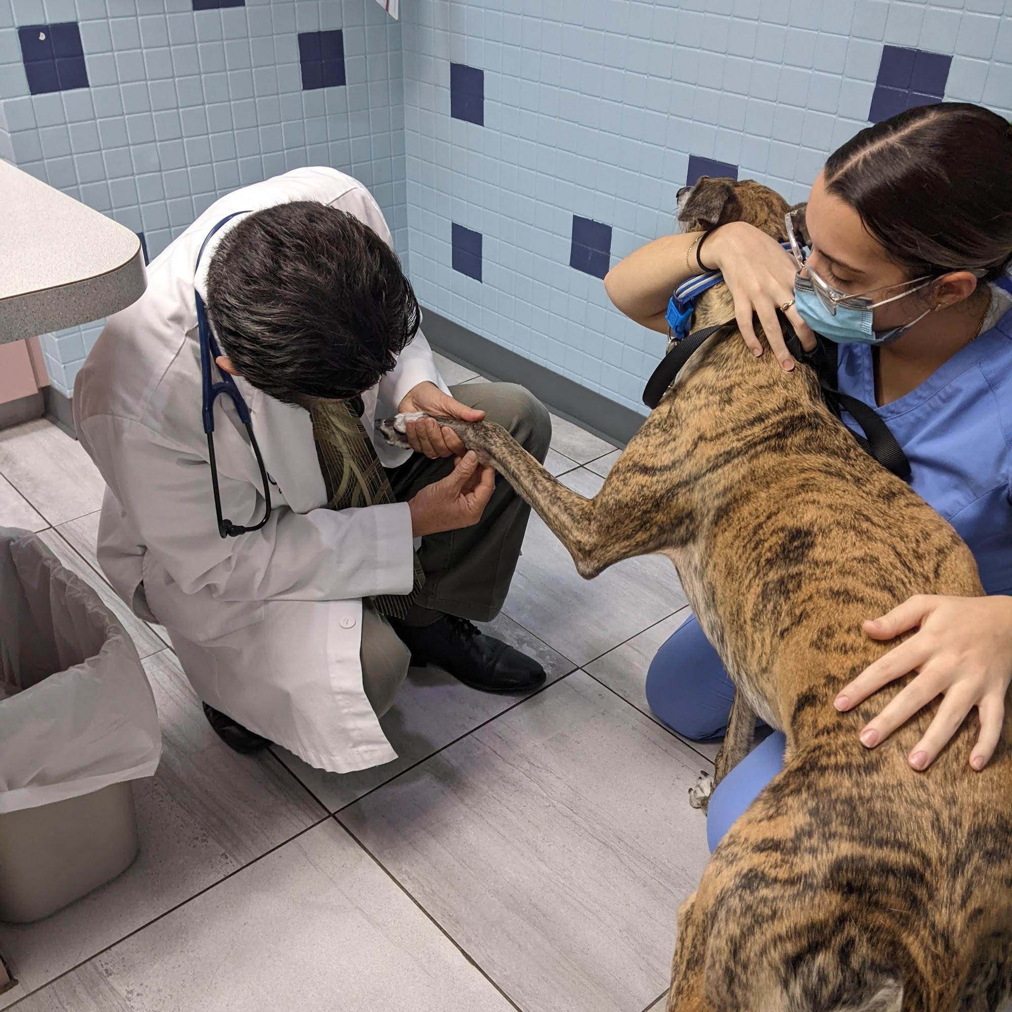 Miami Lakes Veterinary Clinic: Daubert Darrell DVM Hialeah