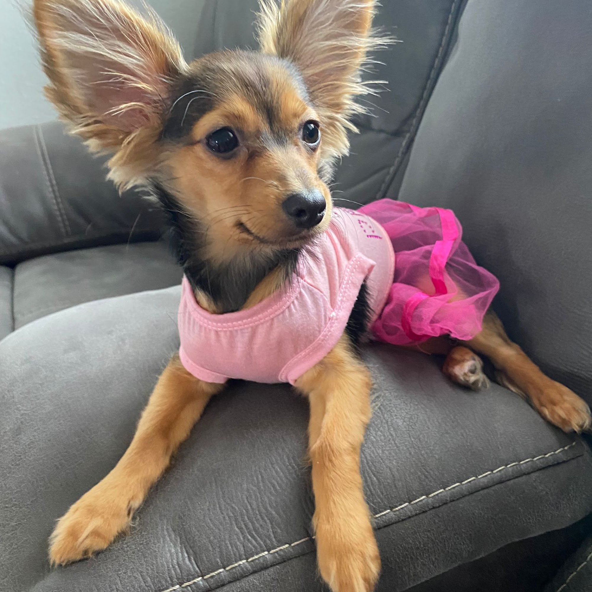 Junglelife Animal Hospital Inc Hialeah