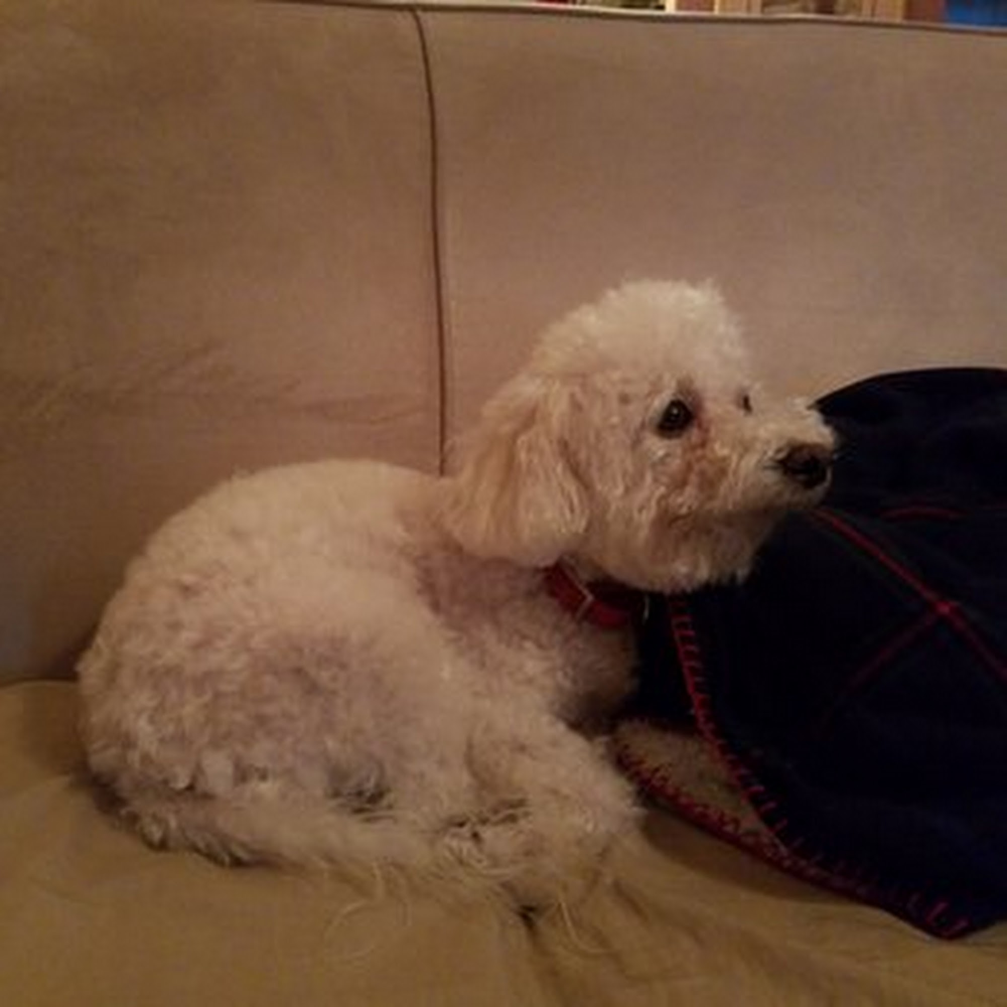 Biyu Puppies & Grooming Corporation Hialeah