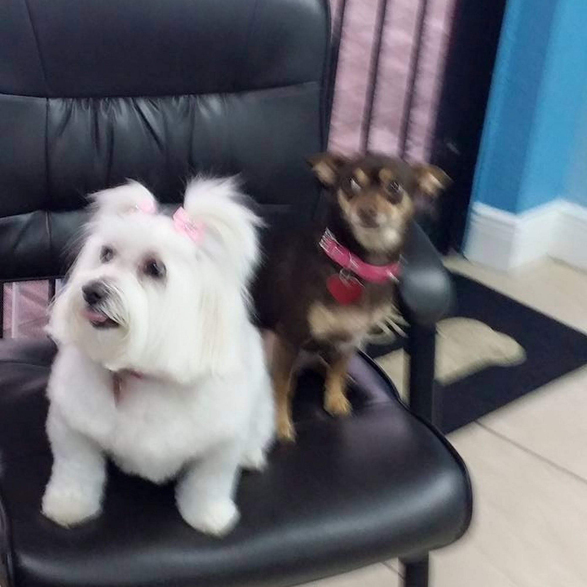 Nadia Mobile Grooming Hialeah